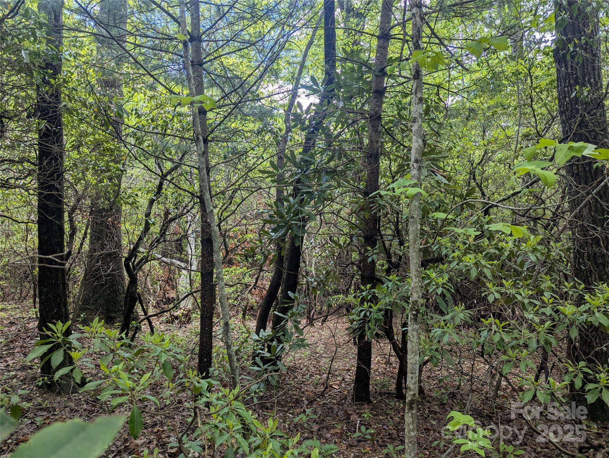 99999 Prospectors Trail Property Photo 4