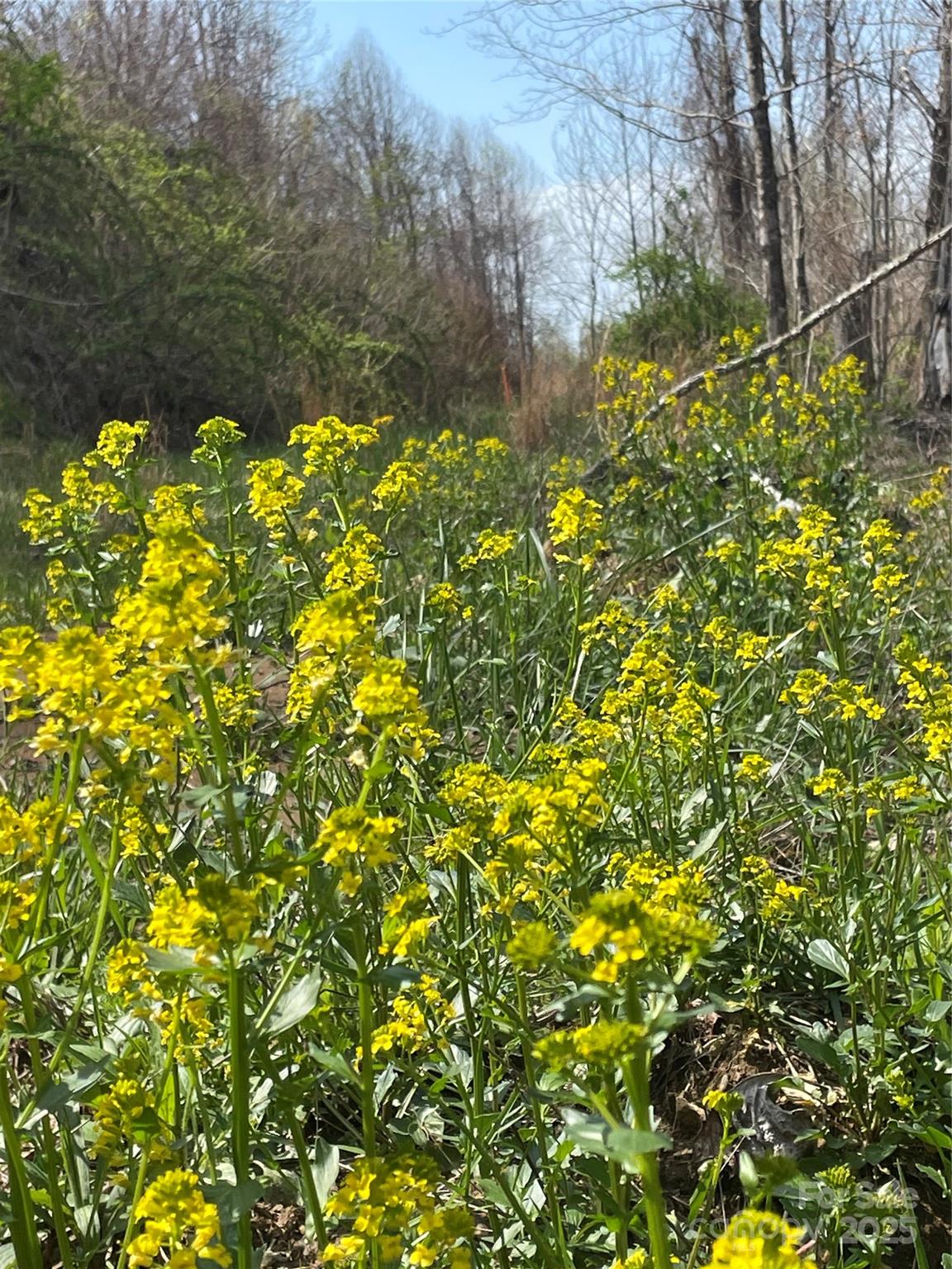 3440 Hamburg Road Property Photo 3