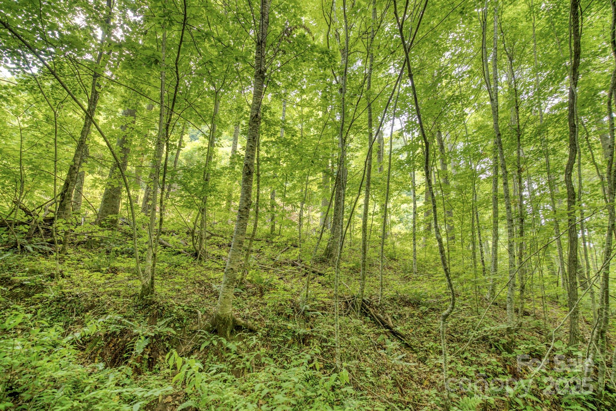 3440 Hamburg Road Property Photo 6