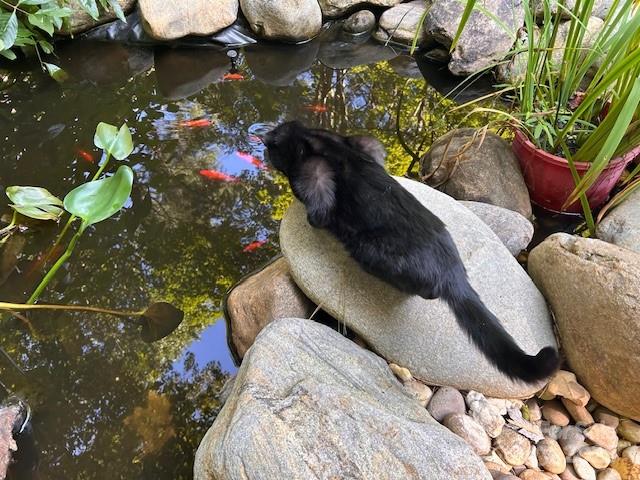 278 Mount View Drive Property Photo 45