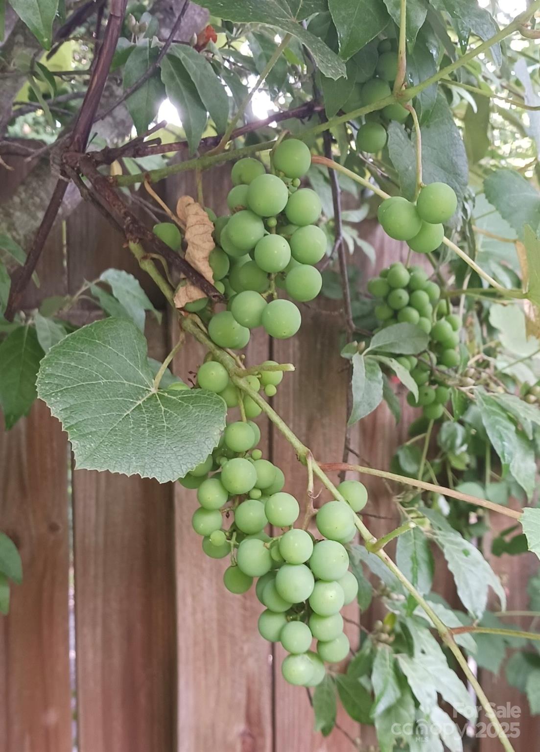 224 Old Haw Creek Road Property Photo 32