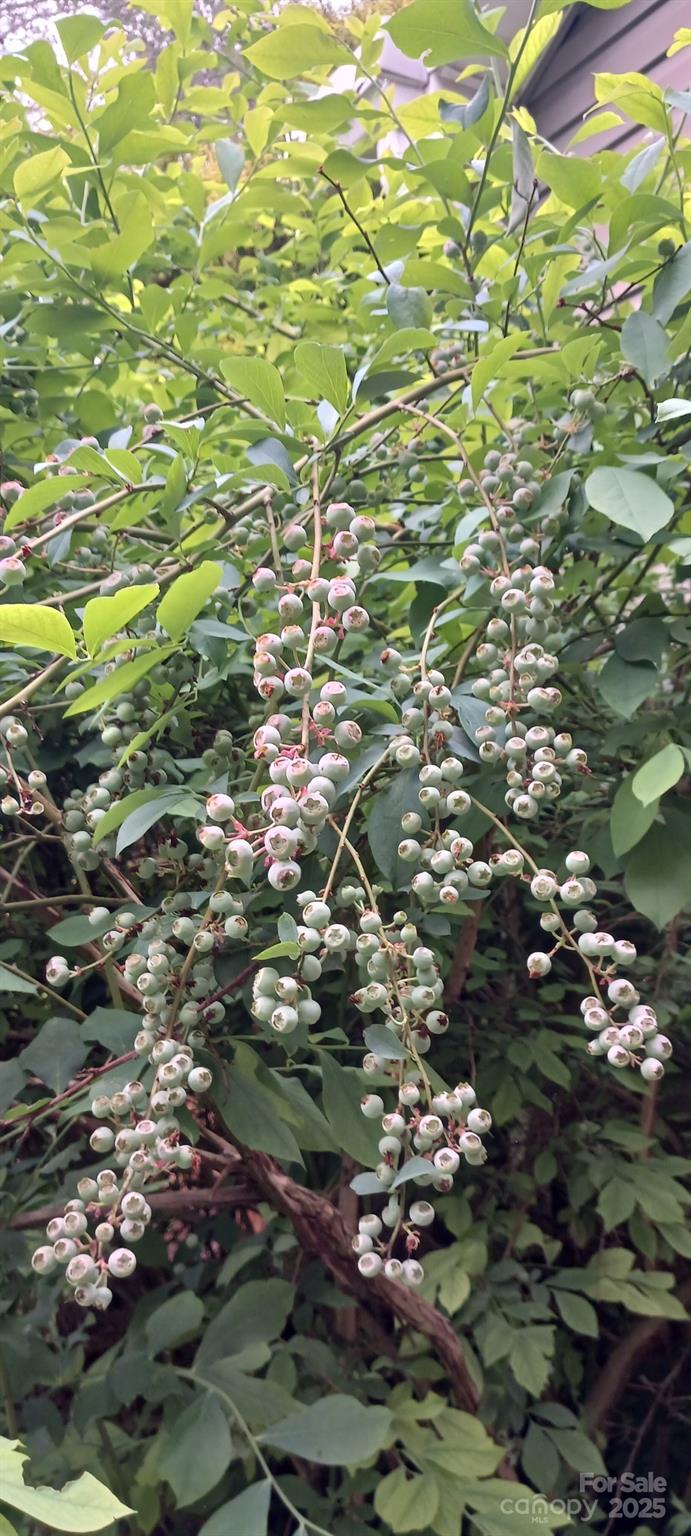 224 Old Haw Creek Road Property Photo 33