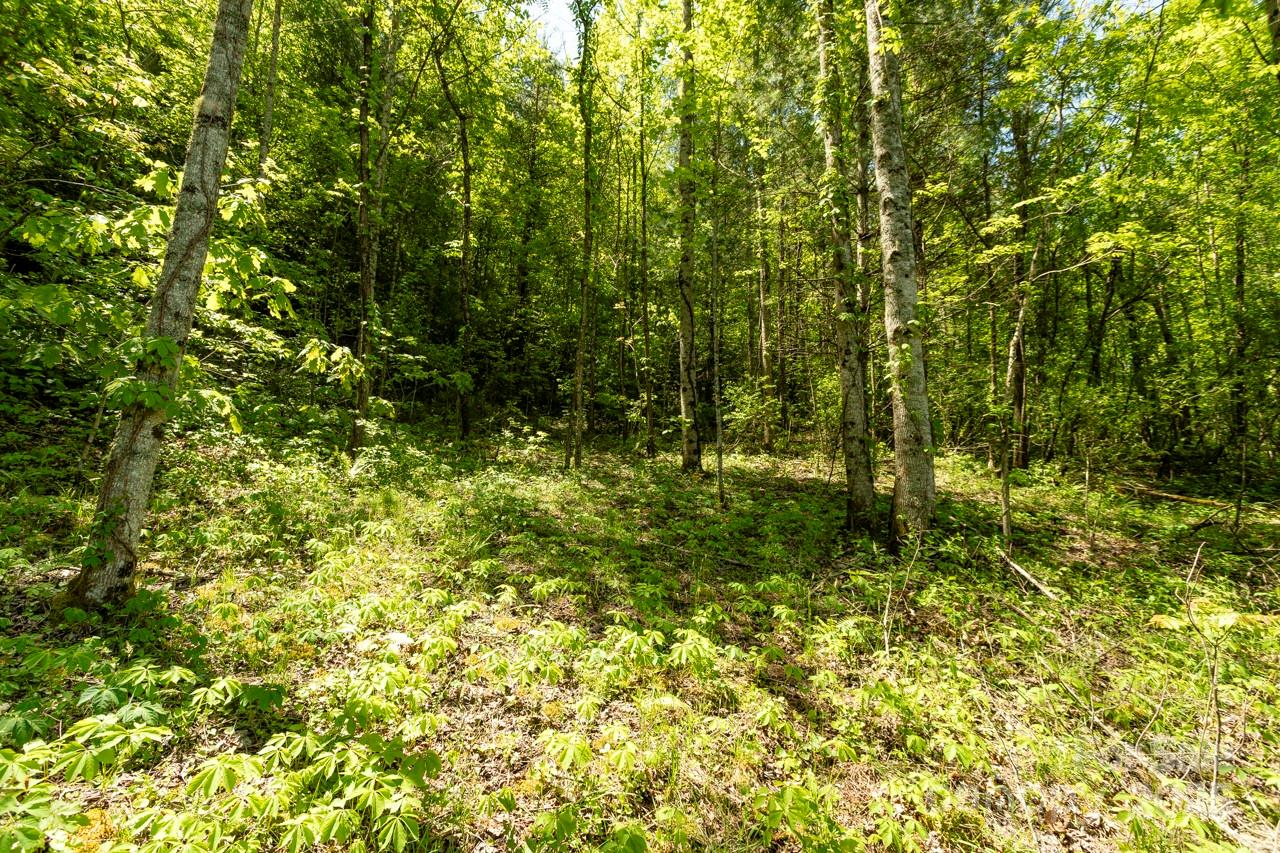 Off Of Locust Creek Road Property Photo 3