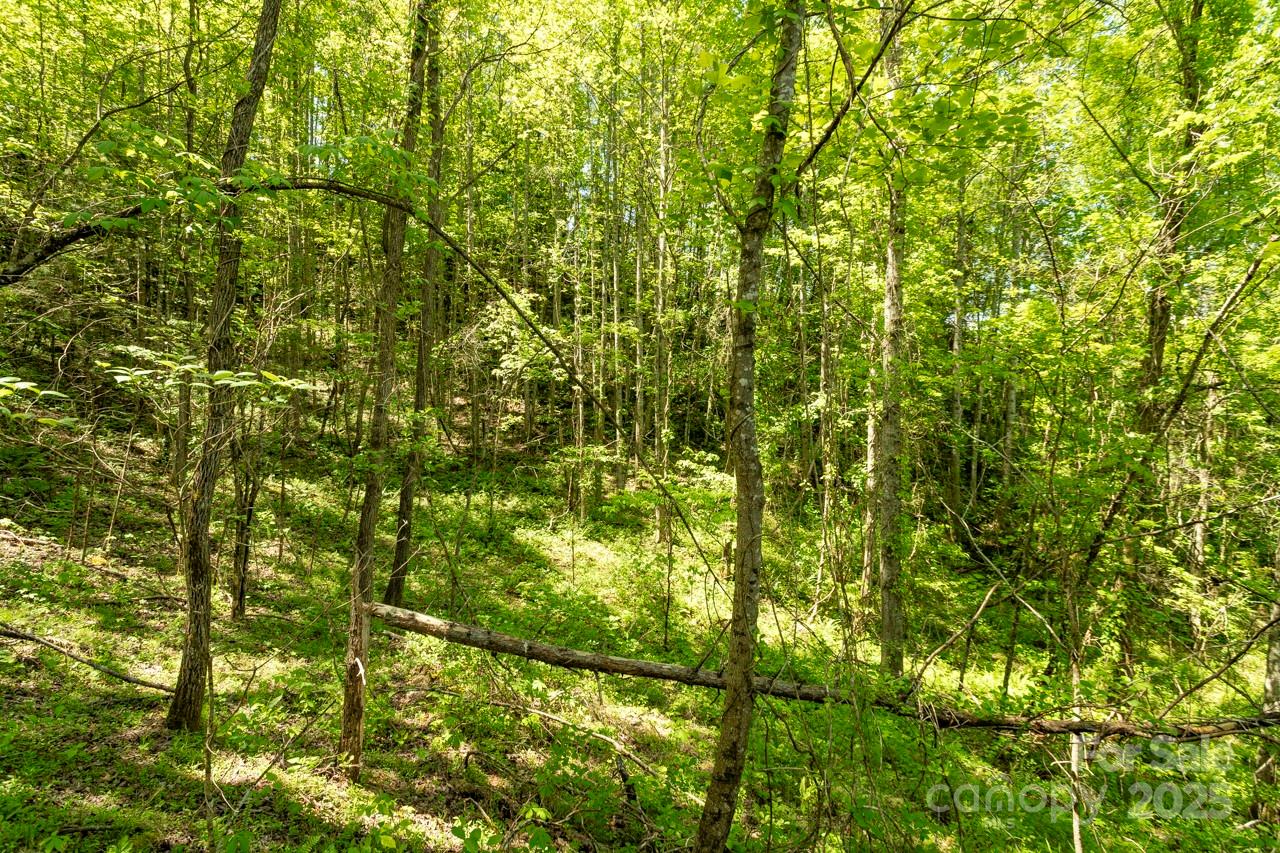 Off Of Locust Creek Road Property Photo 10