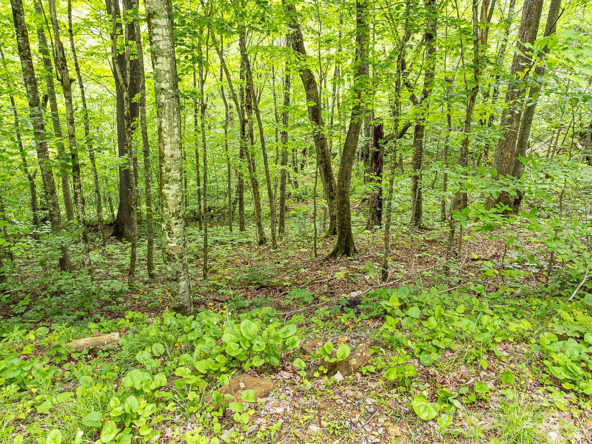 65 Bee Tree Lane Property Photo 1