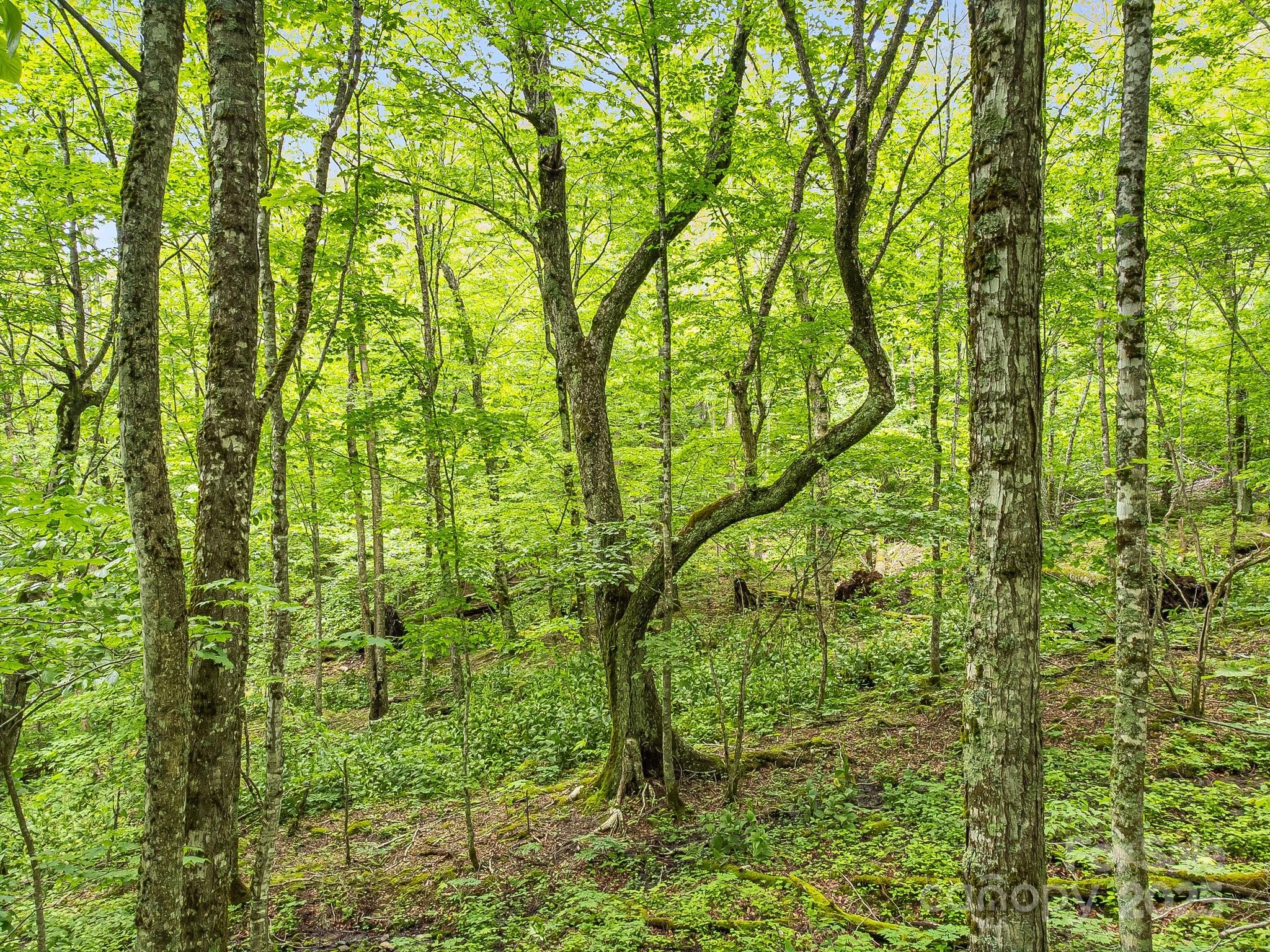 65 Bee Tree Lane Property Photo 3