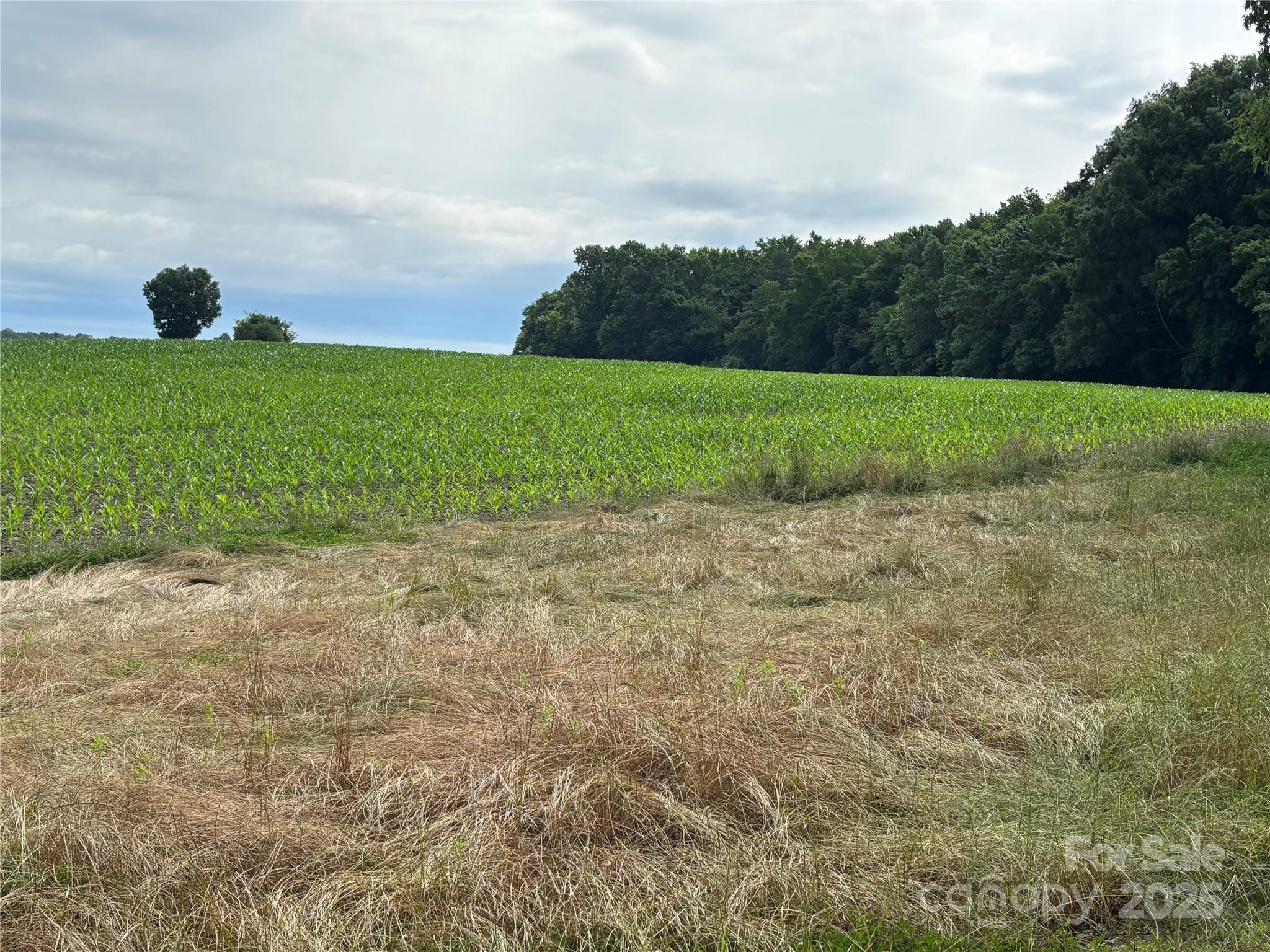 0 Wolf Pond Road Property Photo 9