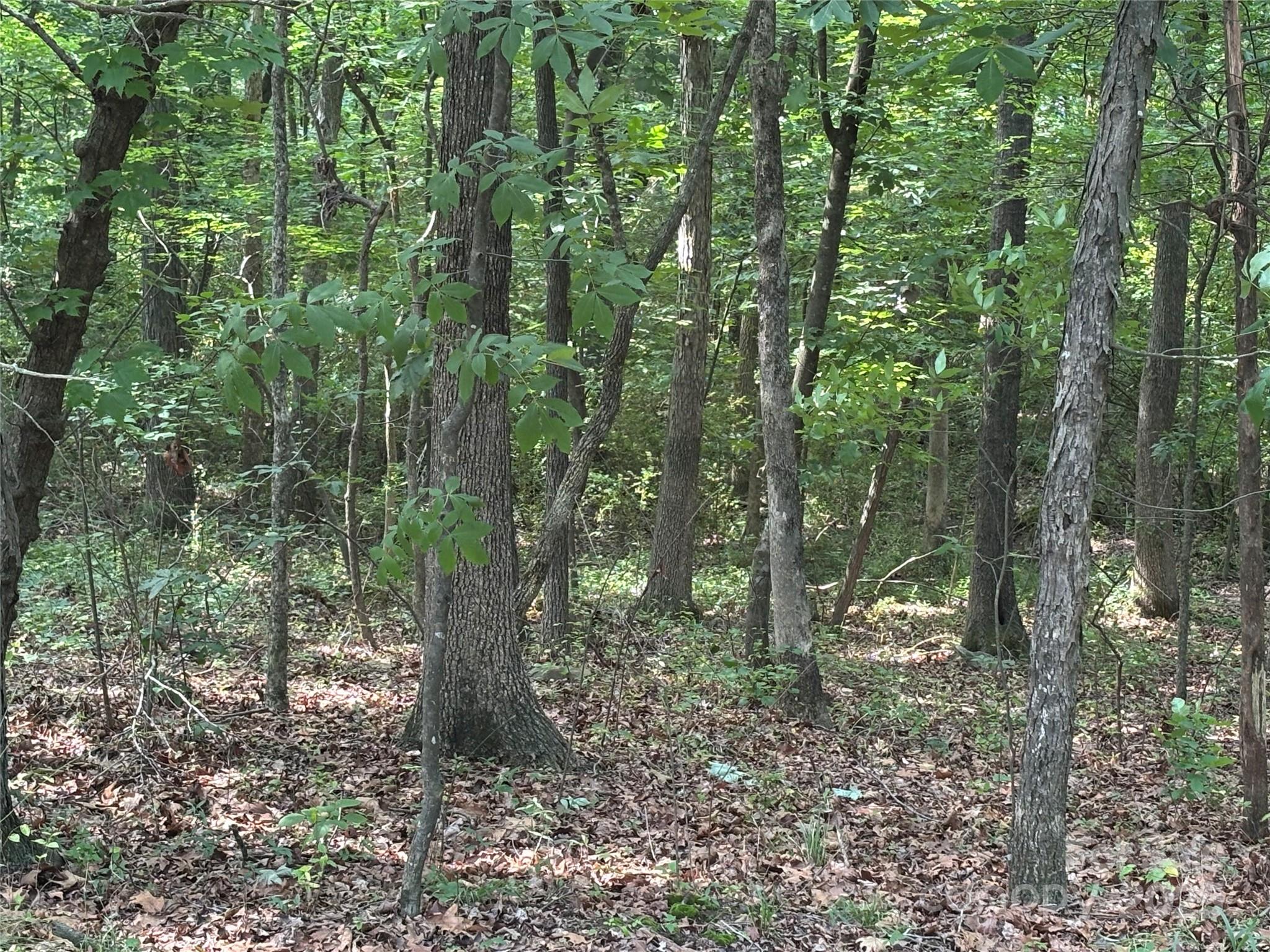 0 Wolf Pond Road Property Photo 12
