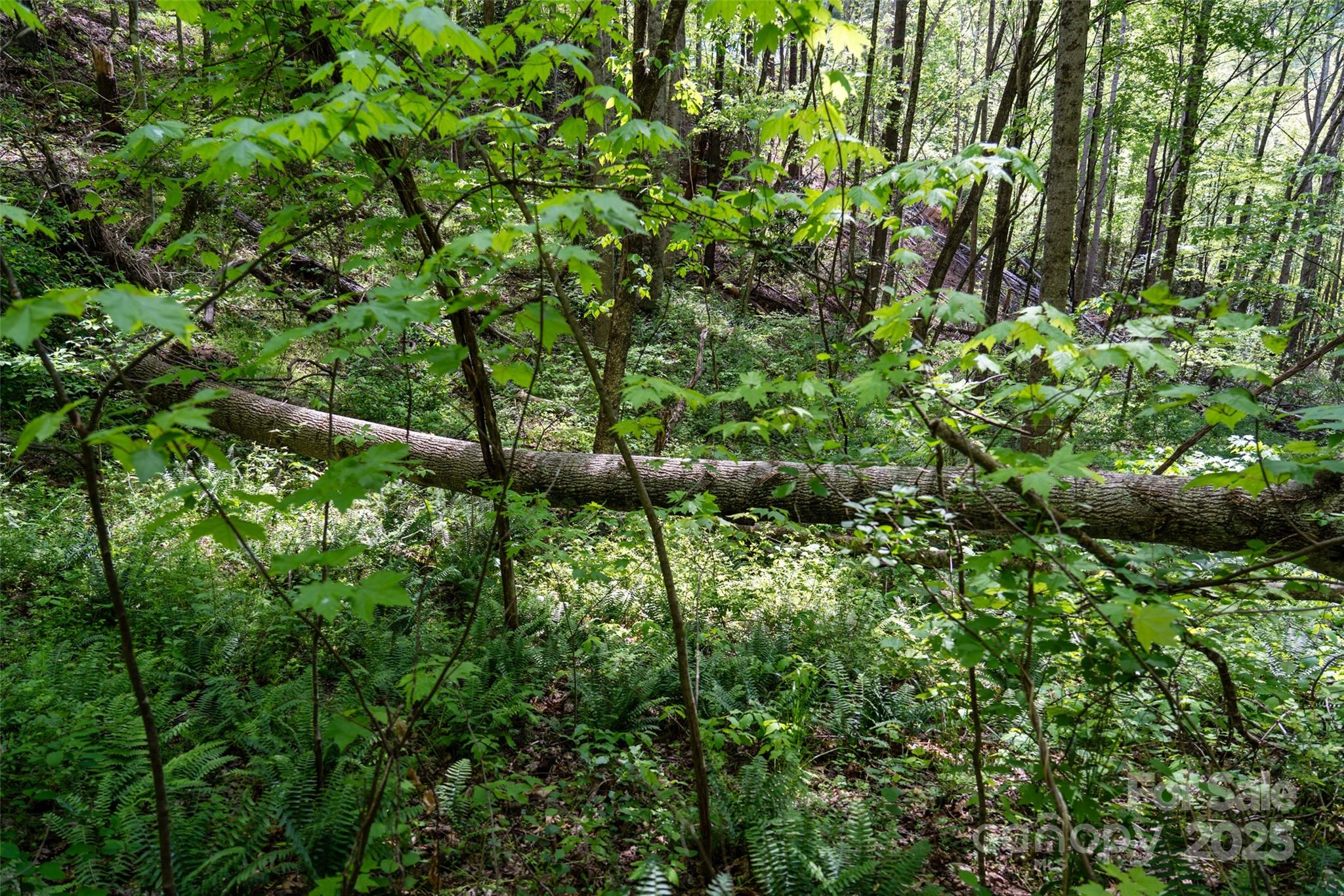 72 Lonesome Pines Road Property Photo 14