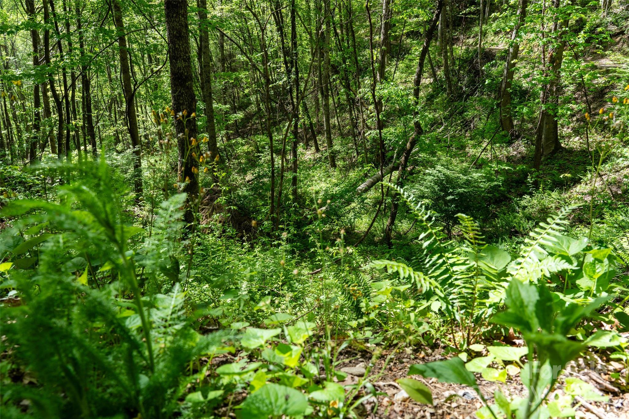 72 Lonesome Pines Road Property Photo 19