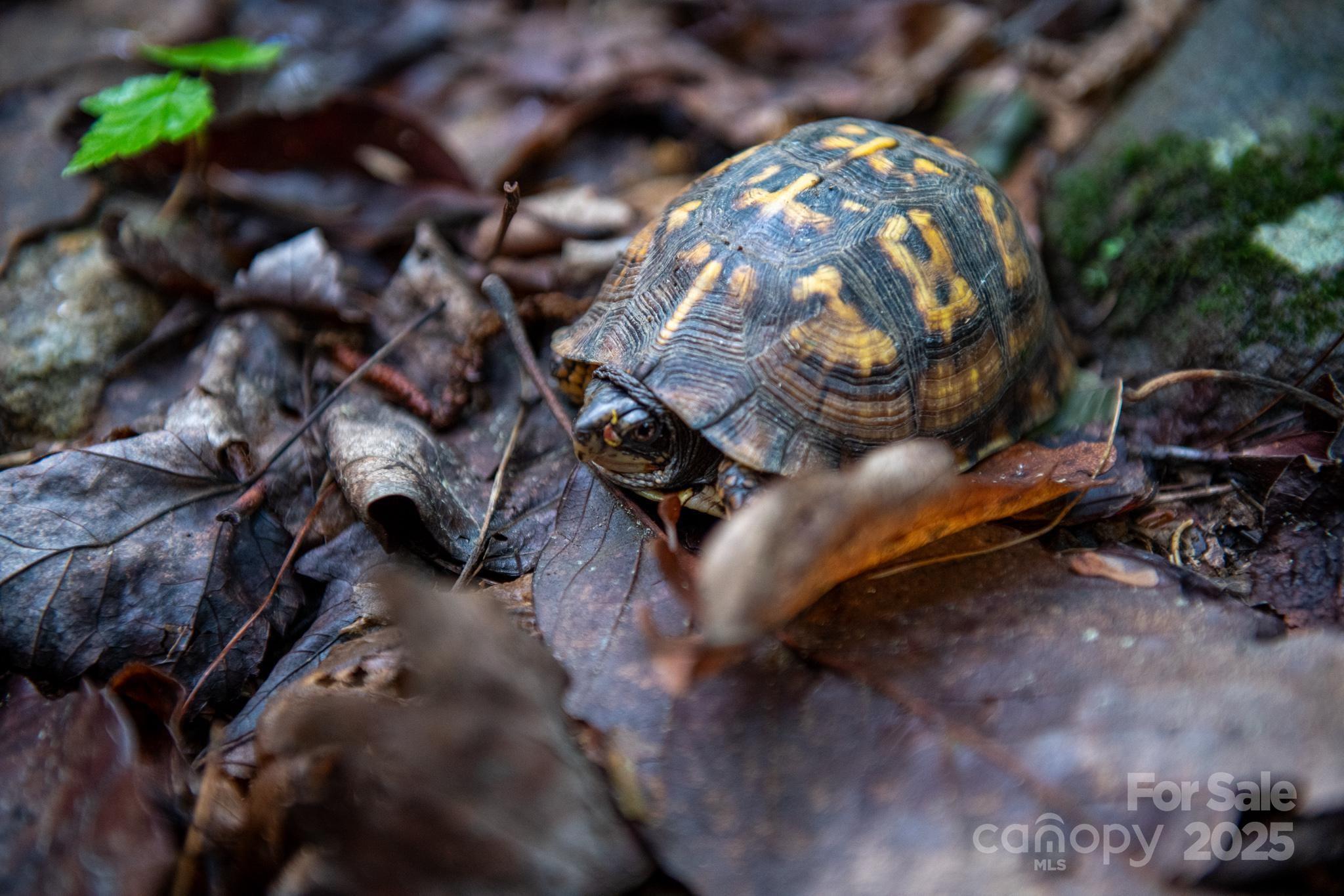 0000 Wheel Team Trail 44 Property Photo 45