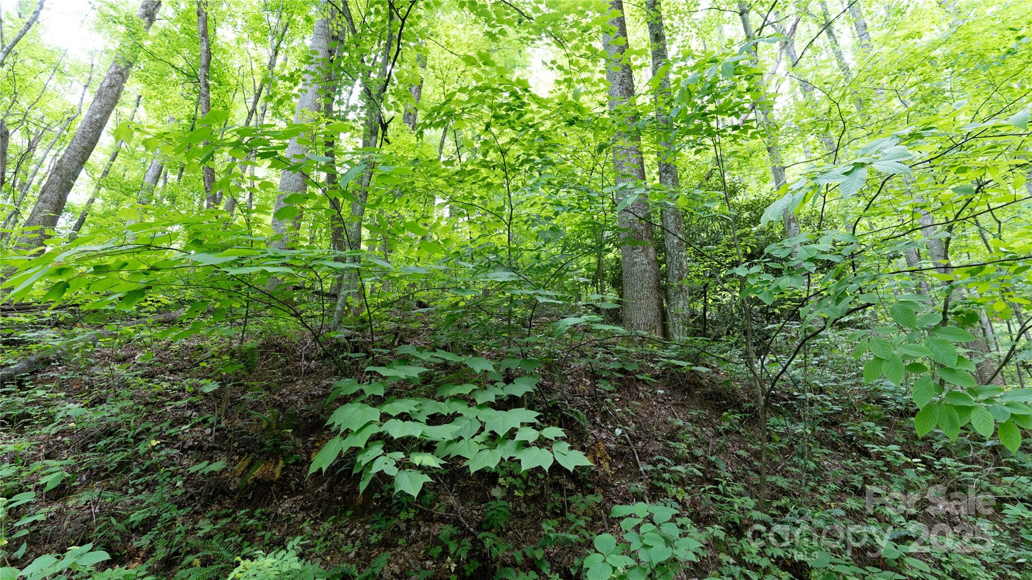 000 Roaring Creek Lane Property Photo 12