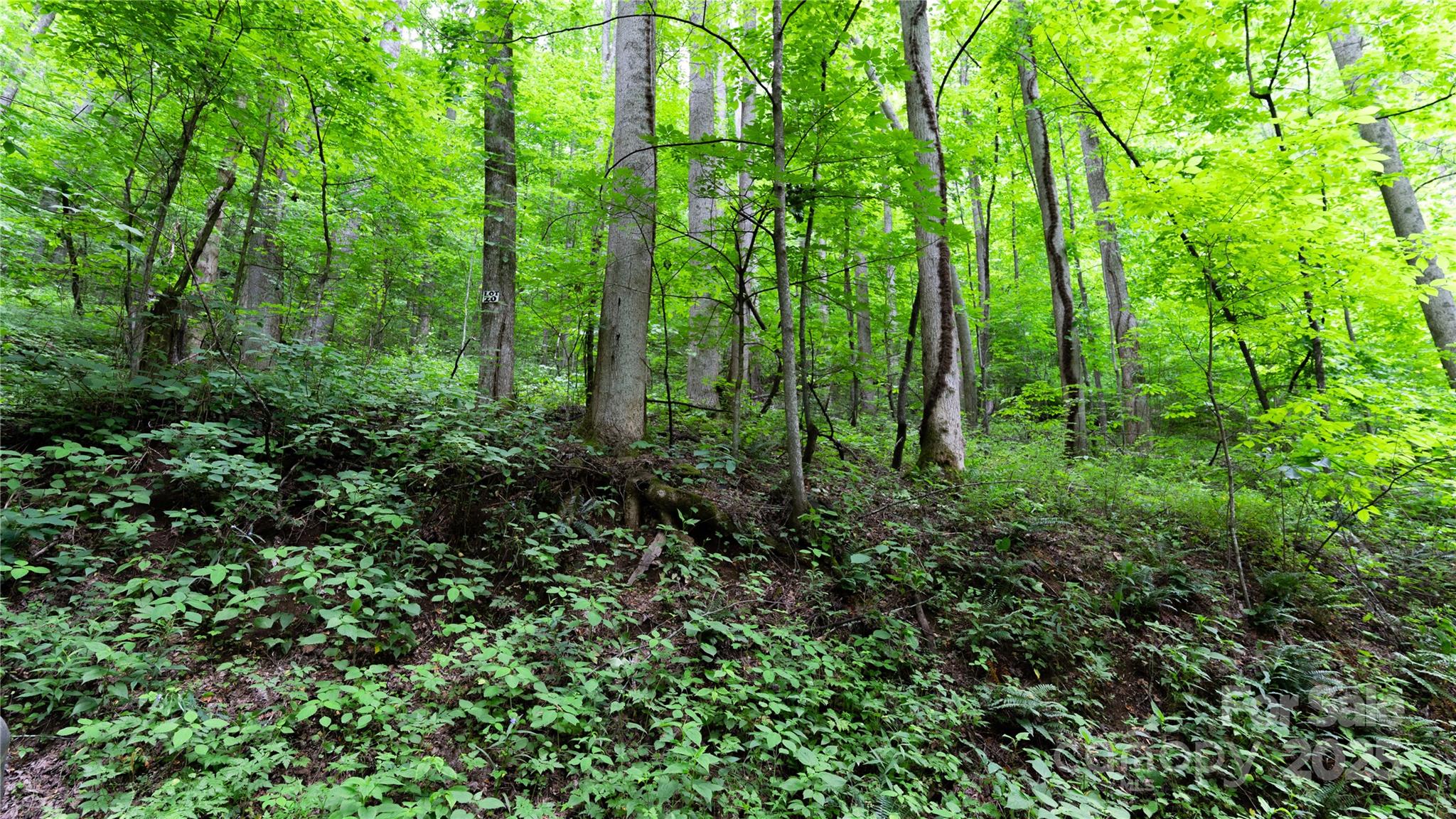 000 Roaring Creek Lane Property Photo 14