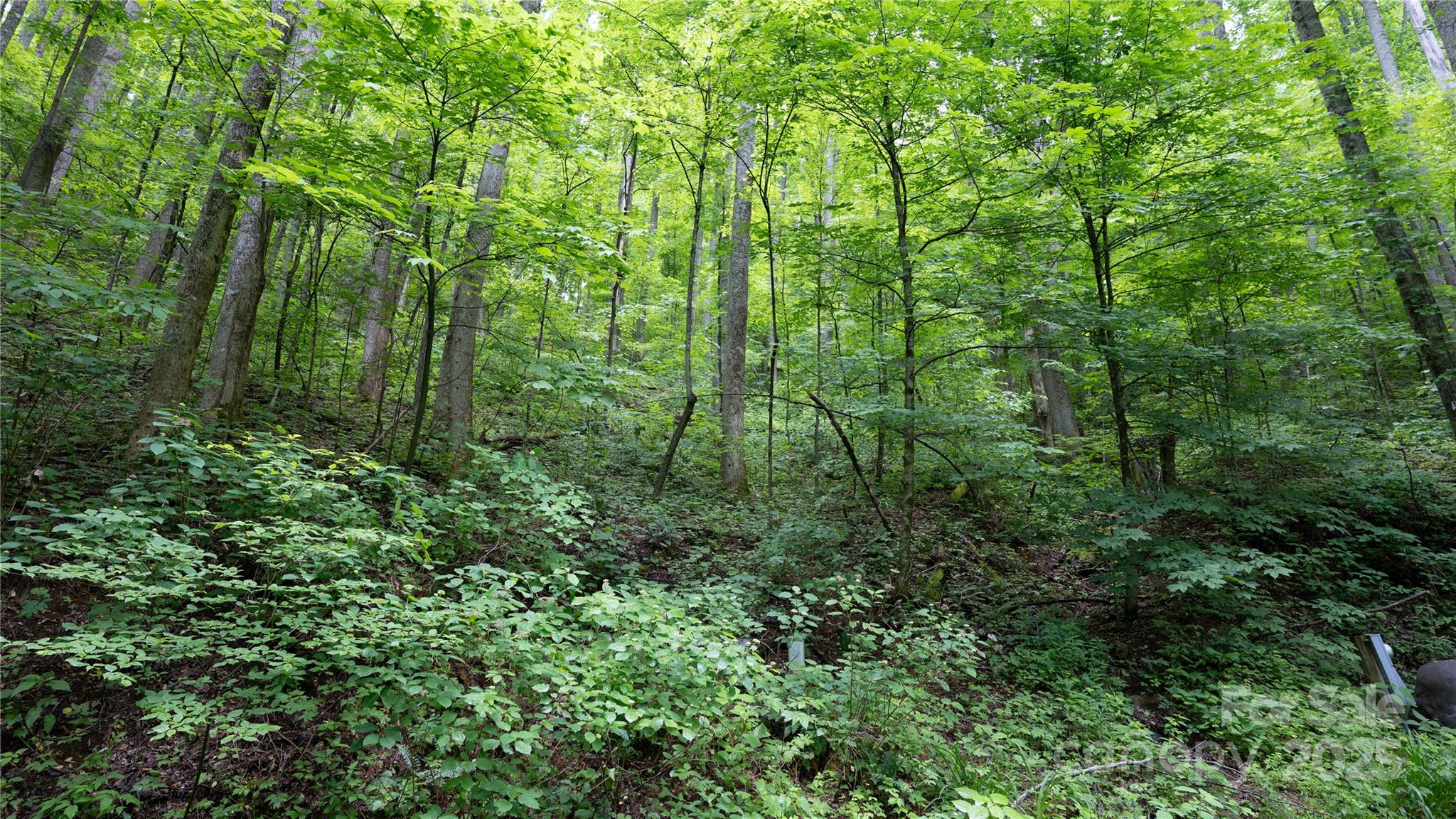 000 Roaring Creek Lane Property Photo 16