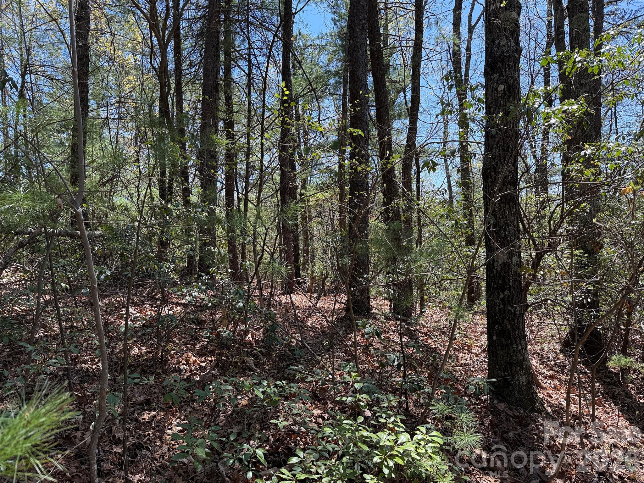 Tbd Casey Mountain Road 213 Property Photo 11