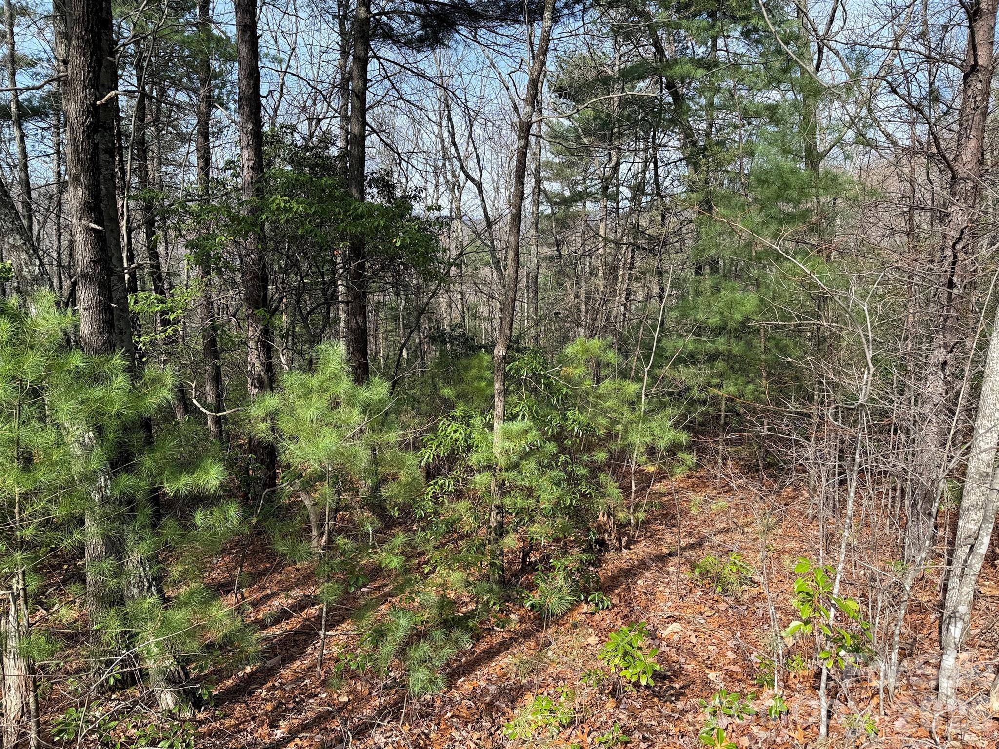 Tbd Casey Mountain Road 213 Property Photo 17