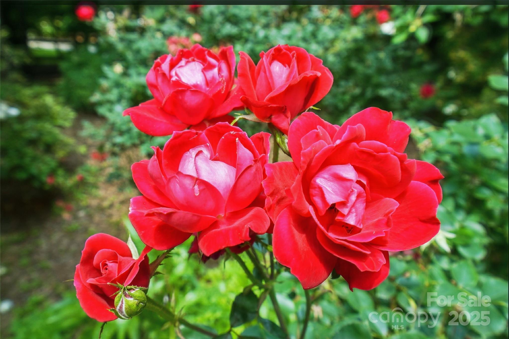 102 Rosewood Lane Property Photo 45