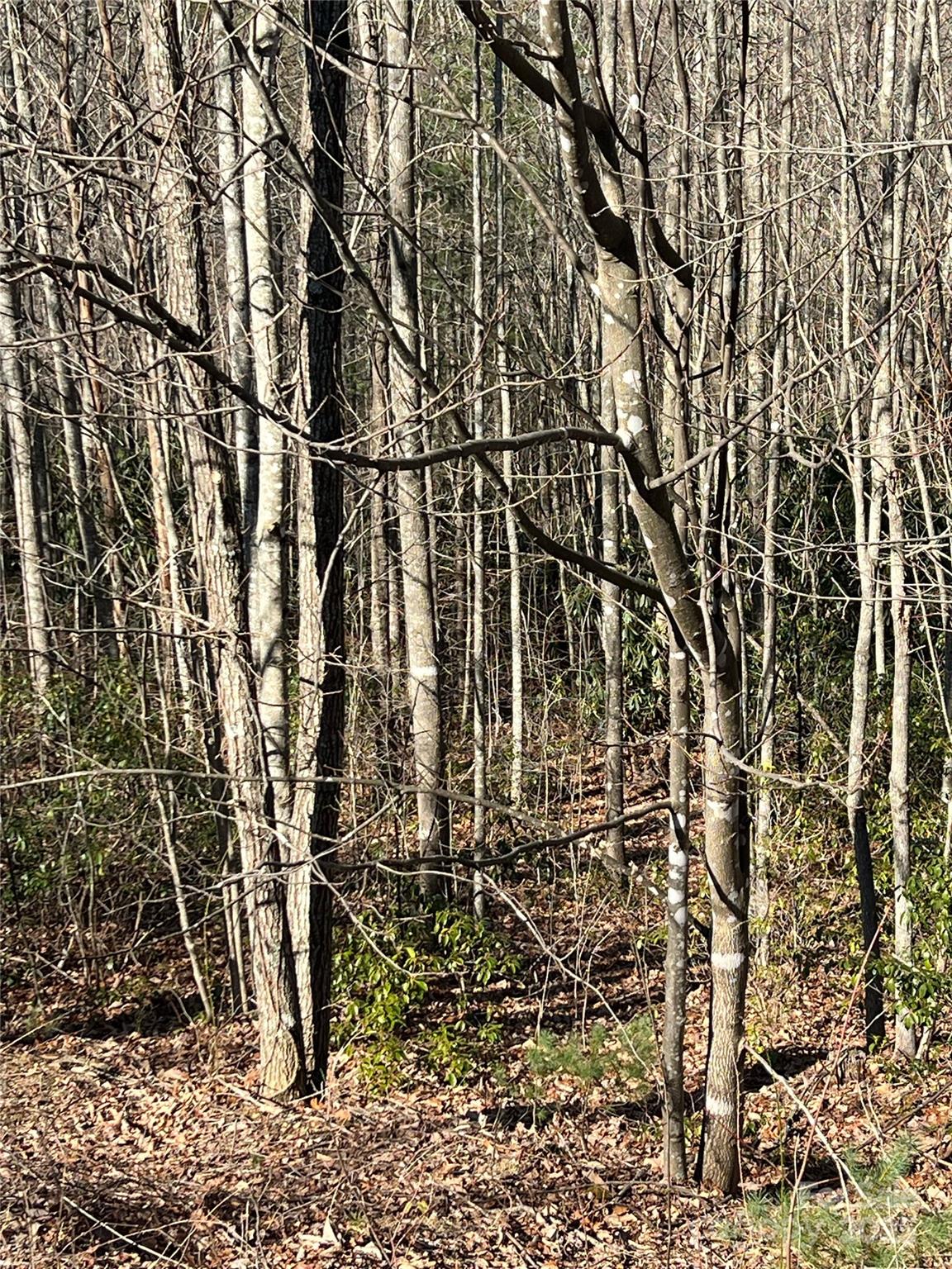 Lot# 130 Terra Vista Drive Property Photo 8
