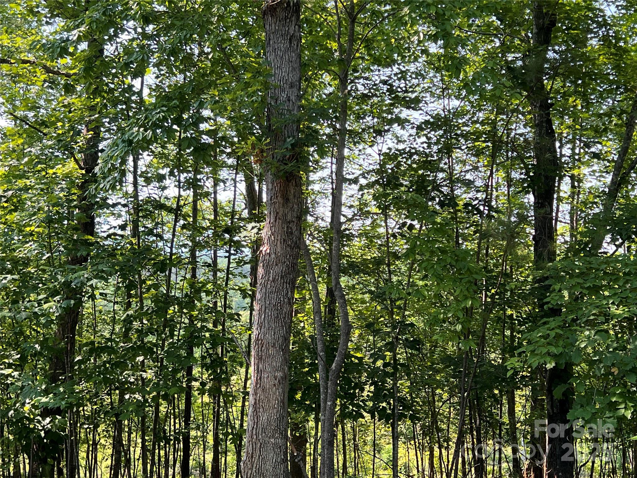 1015 Cross Ridge Drive Property Photo 11