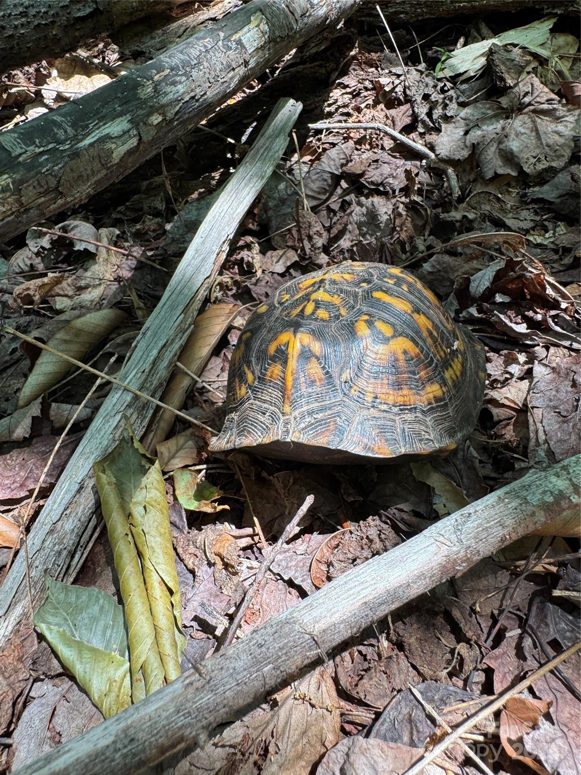187 Hodges Creek Road Property Photo 47