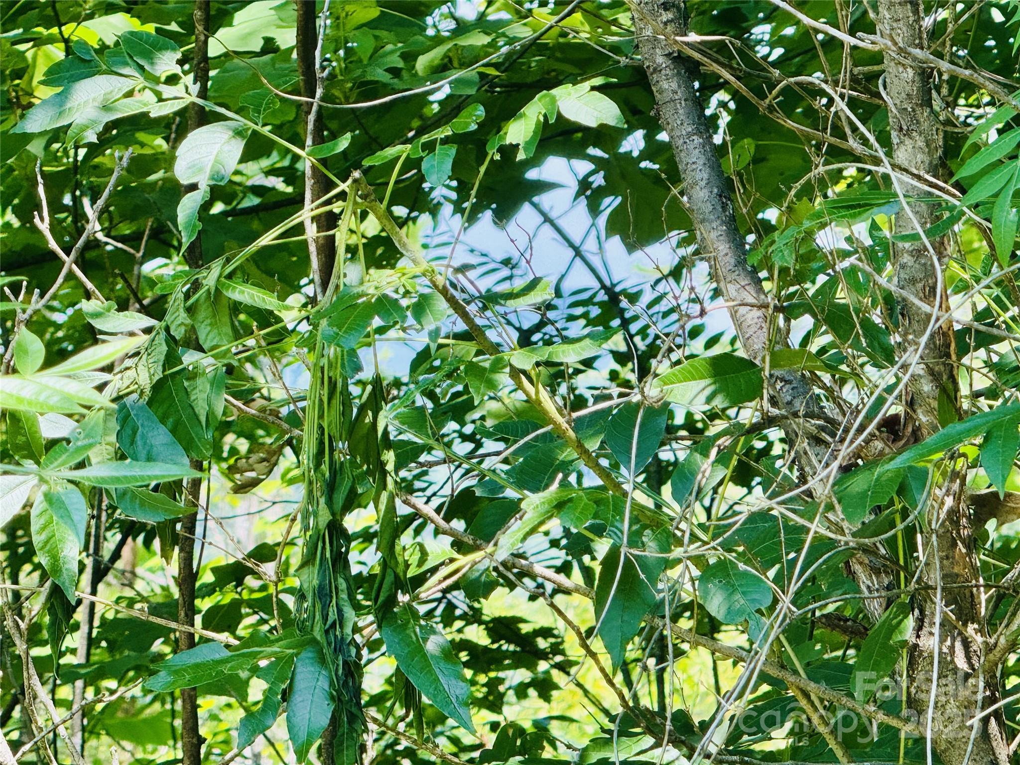 2.66 Acres, Lot 903 High Valley Way 903 Property Photo 3