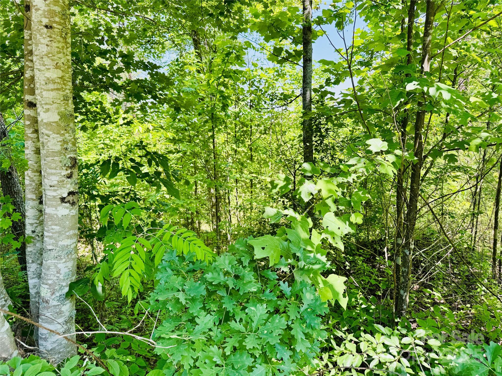 2.66 Acres, Lot 903 High Valley Way 903 Property Photo 6