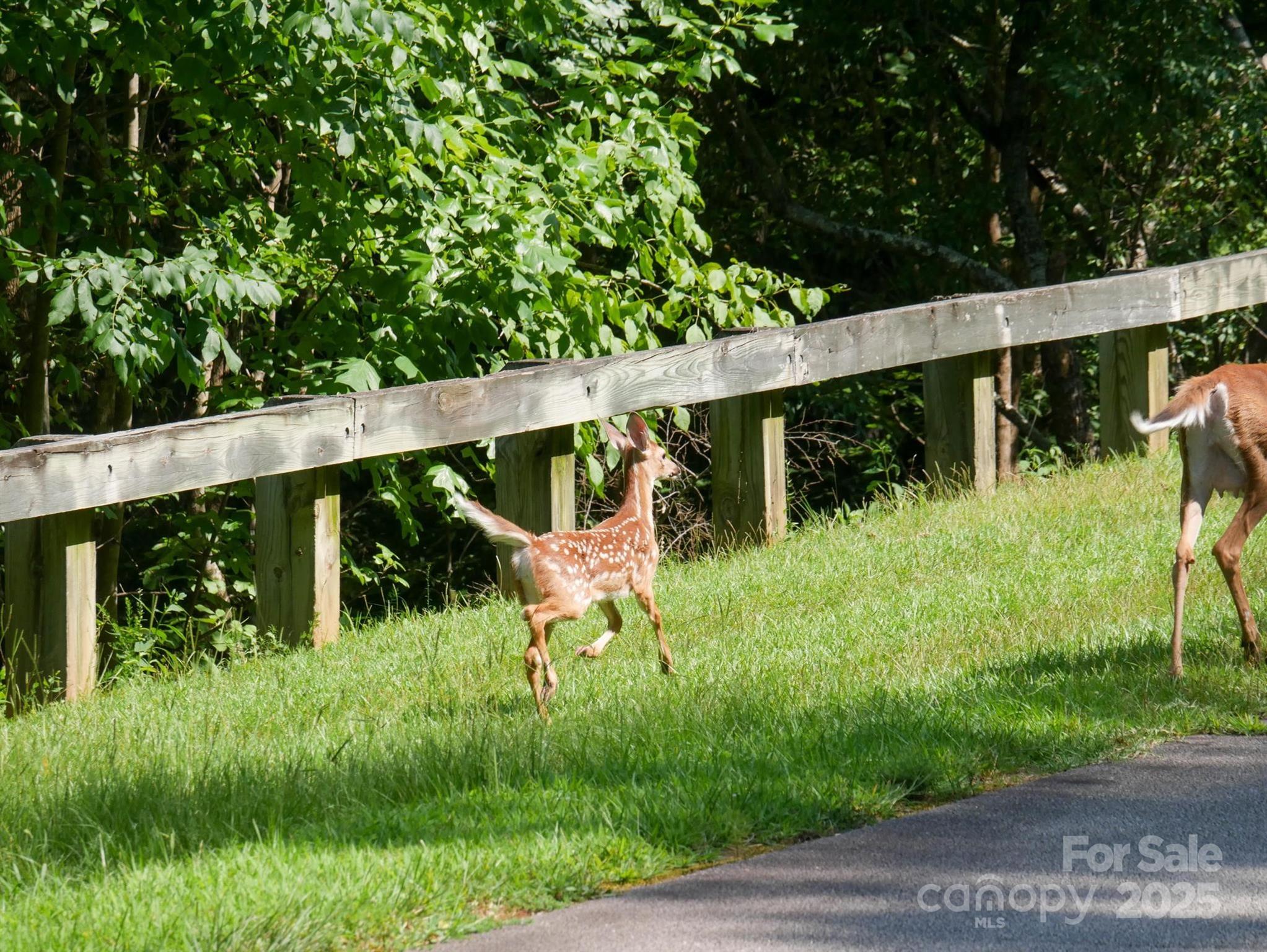 00 Deep Gap Road 59 Property Photo 25