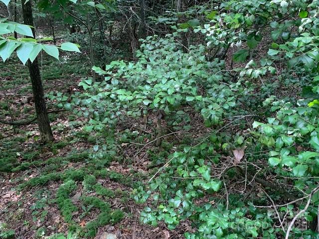 7.67 Ac. Holbert Cove Road 7.67 Ac. Property Photo 1