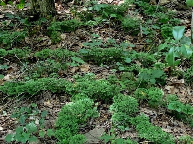 7.67 Ac. Holbert Cove Road 7.67 Ac. Property Photo 2