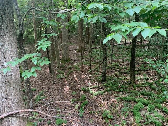 7.67 Ac. Holbert Cove Road 7.67 Ac. Property Photo 3