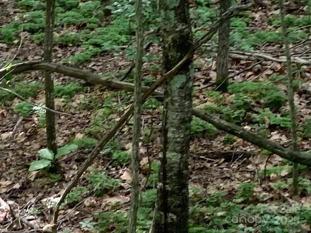 7.67 Ac. Holbert Cove Road 7.67 Ac. Property Photo 4