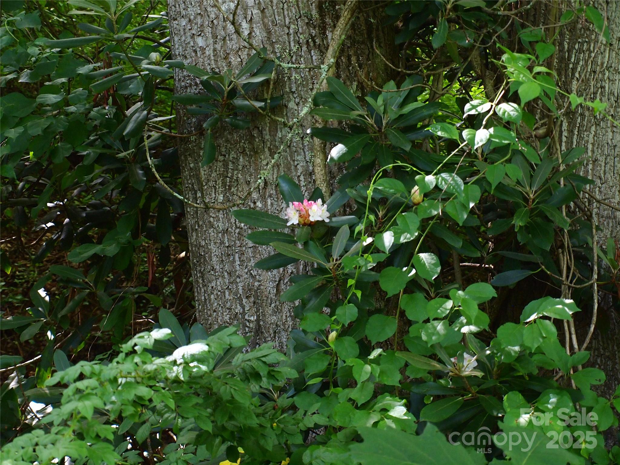 00 Potato Branch Road Property Photo 31
