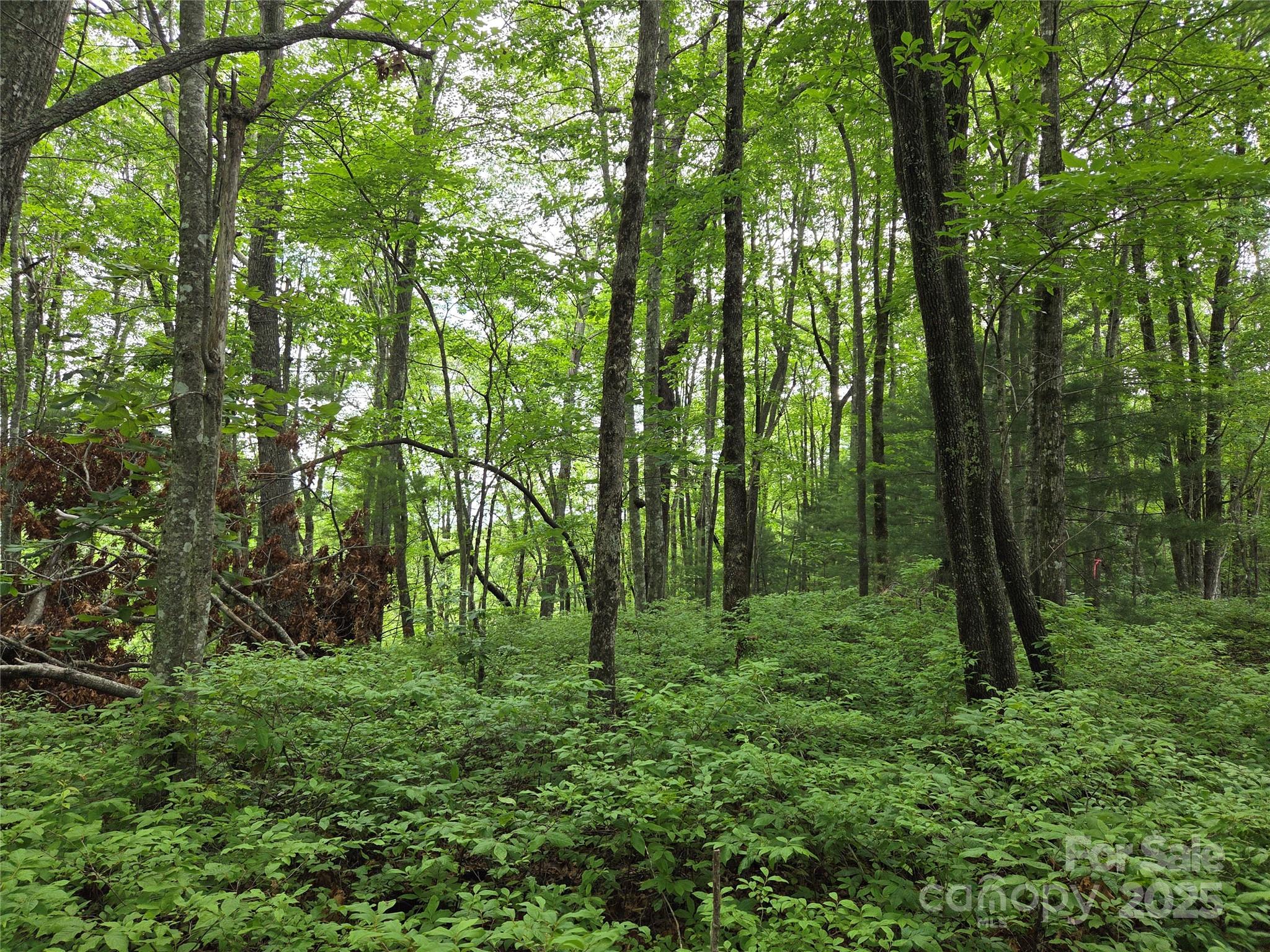 Tbd Cedar Lane Property Photo 4
