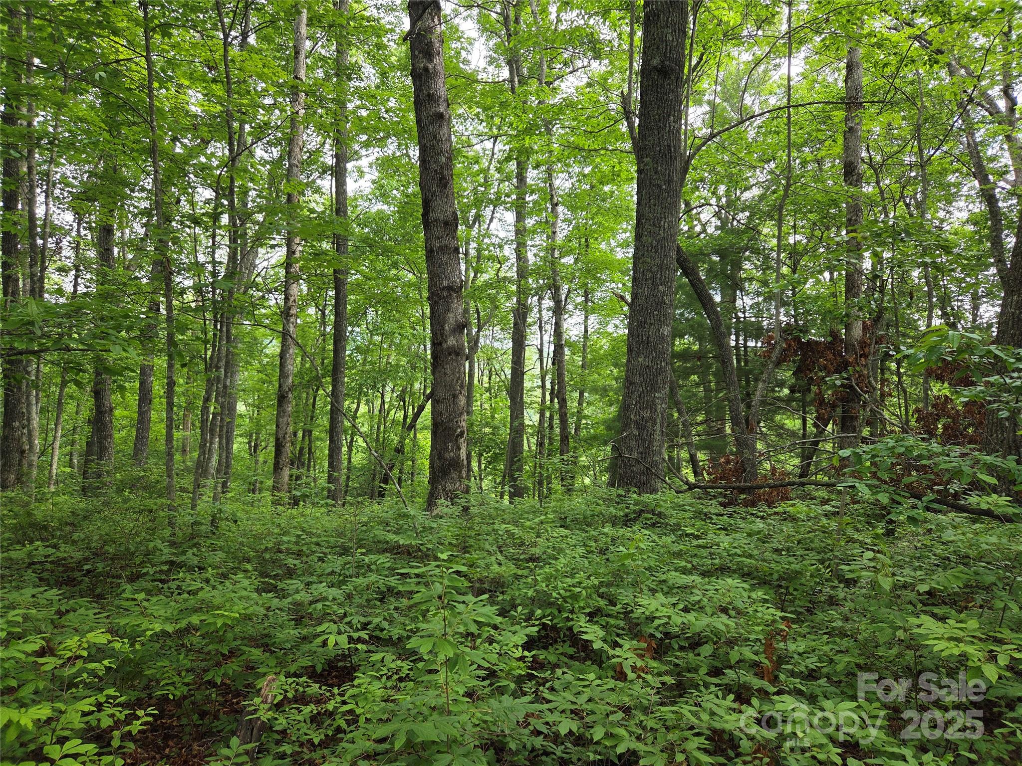 Tbd Cedar Lane Property Photo 5