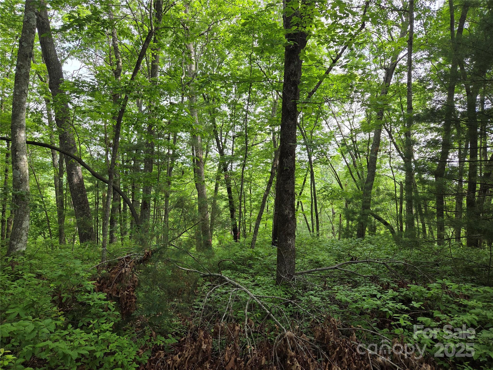 Tbd Cedar Lane Property Photo 6