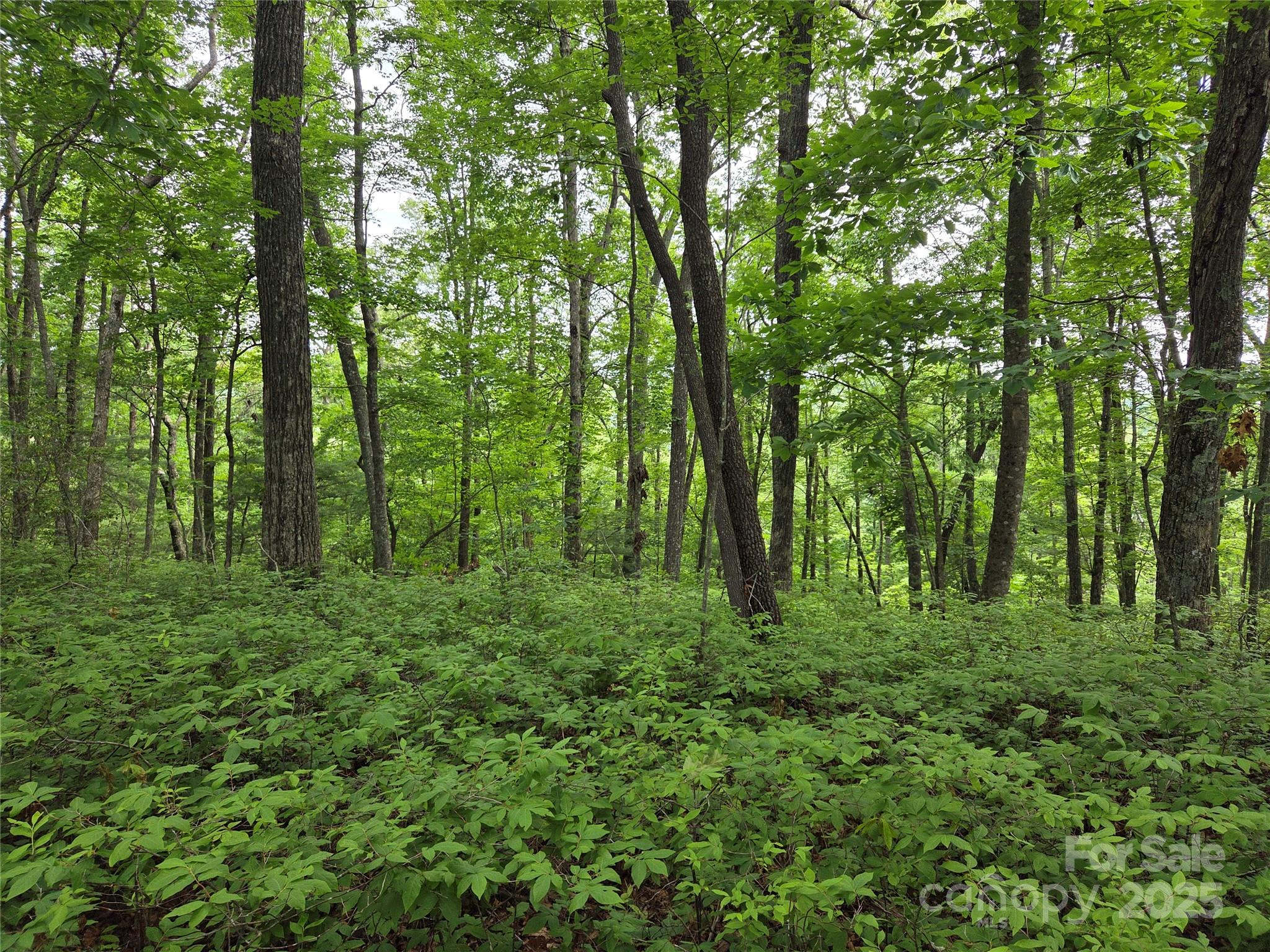 Tbd Cedar Lane Property Photo 7