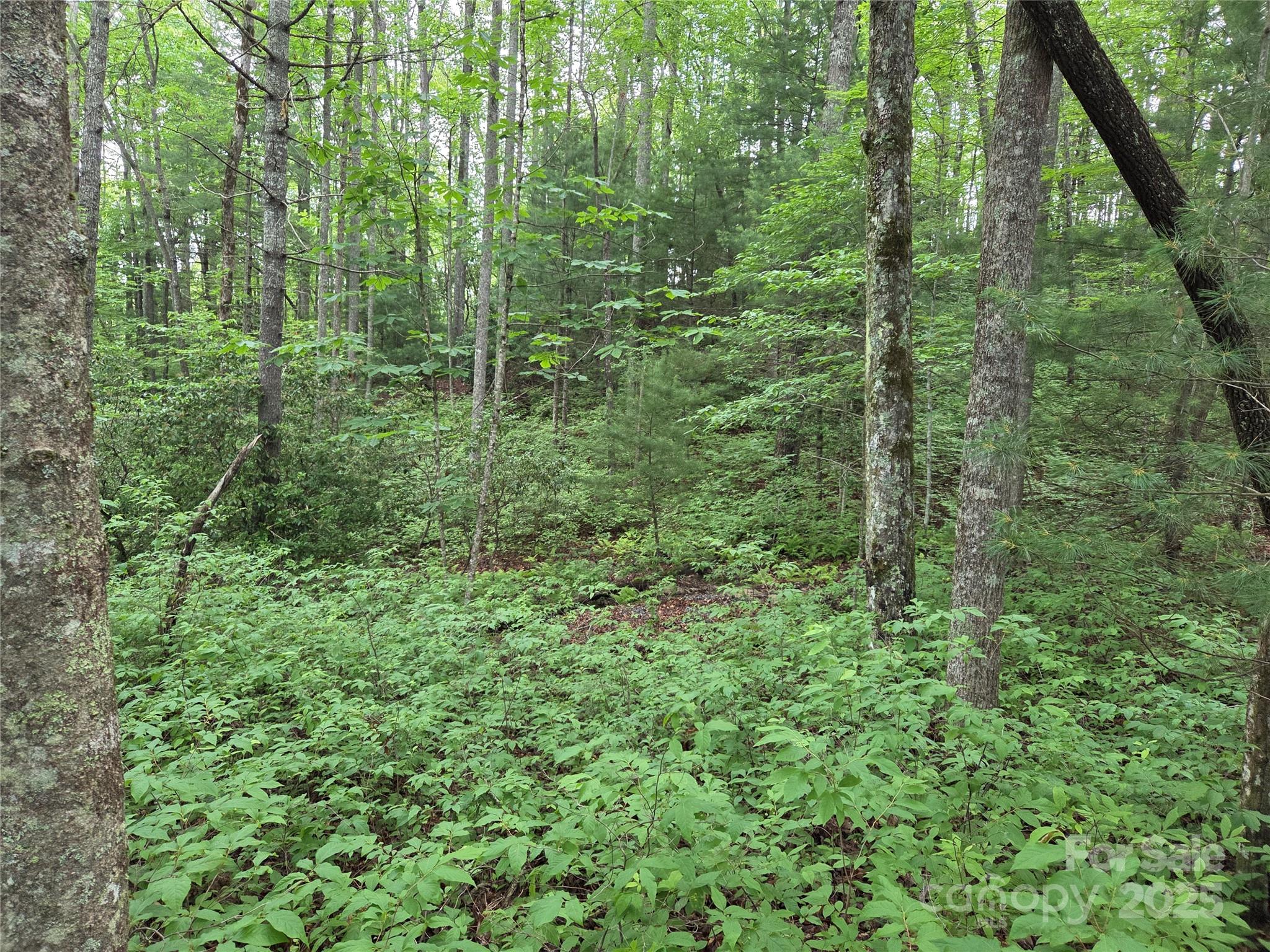 Tbd Cedar Lane Property Photo 8