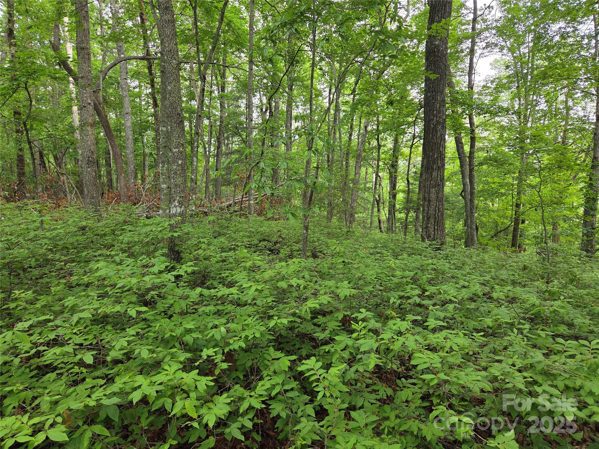 Tbd Cedar Lane Property Photo 9