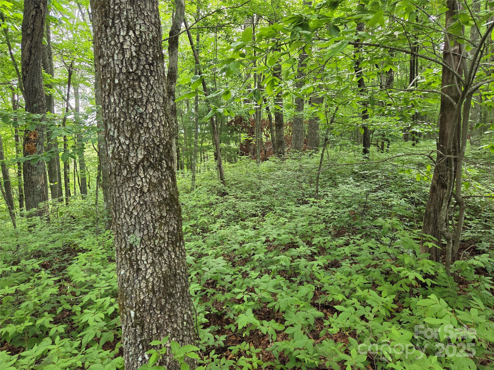 Tbd Cedar Lane Property Photo 10