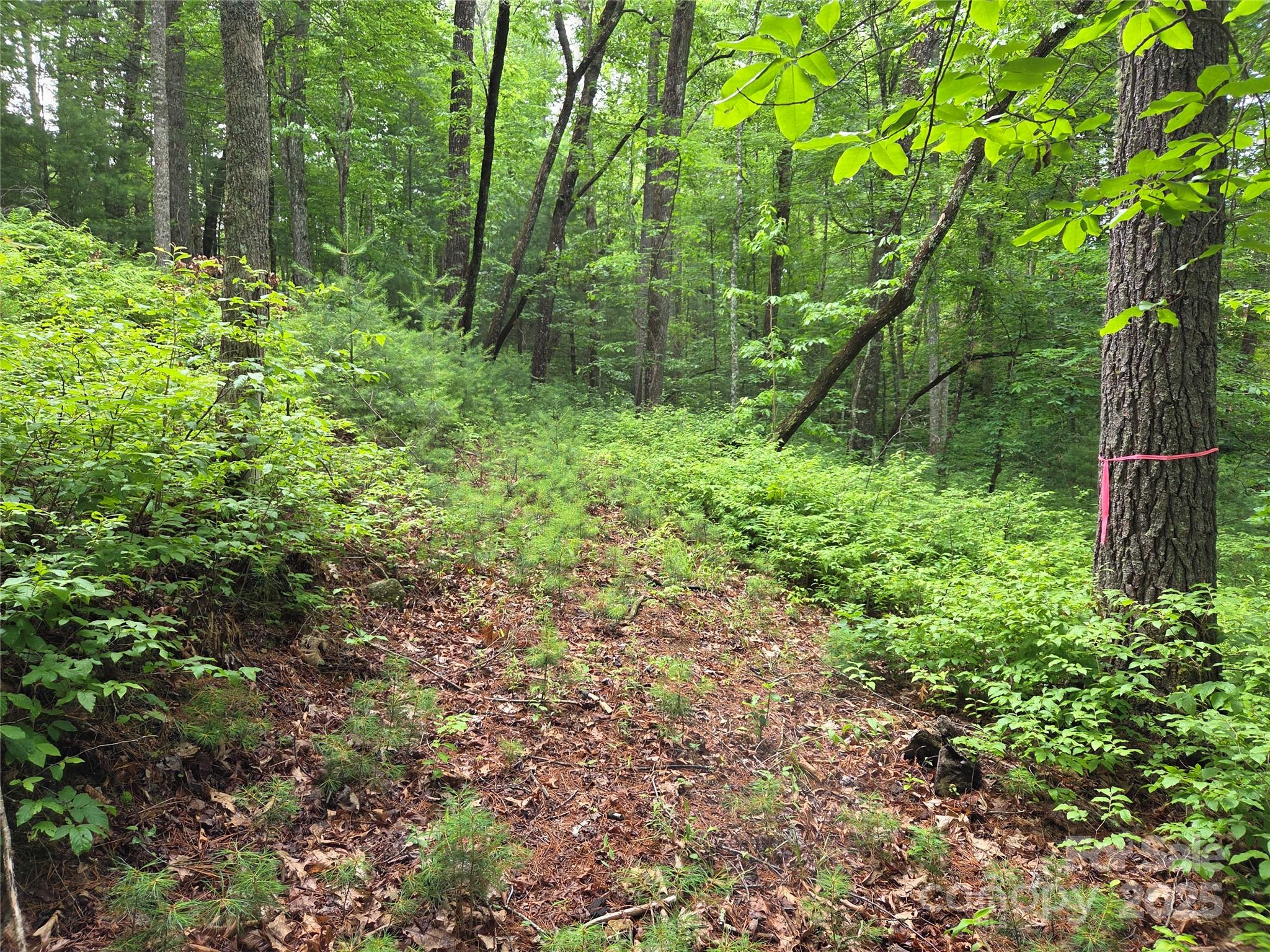 Tbd Cedar Lane Property Photo 15