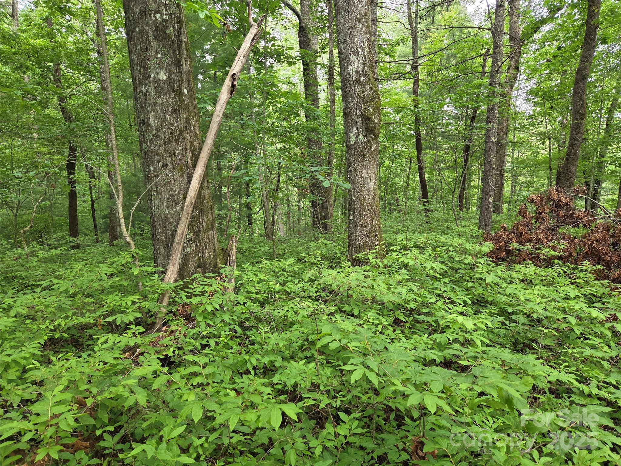 Tbd Cedar Lane Property Photo 16