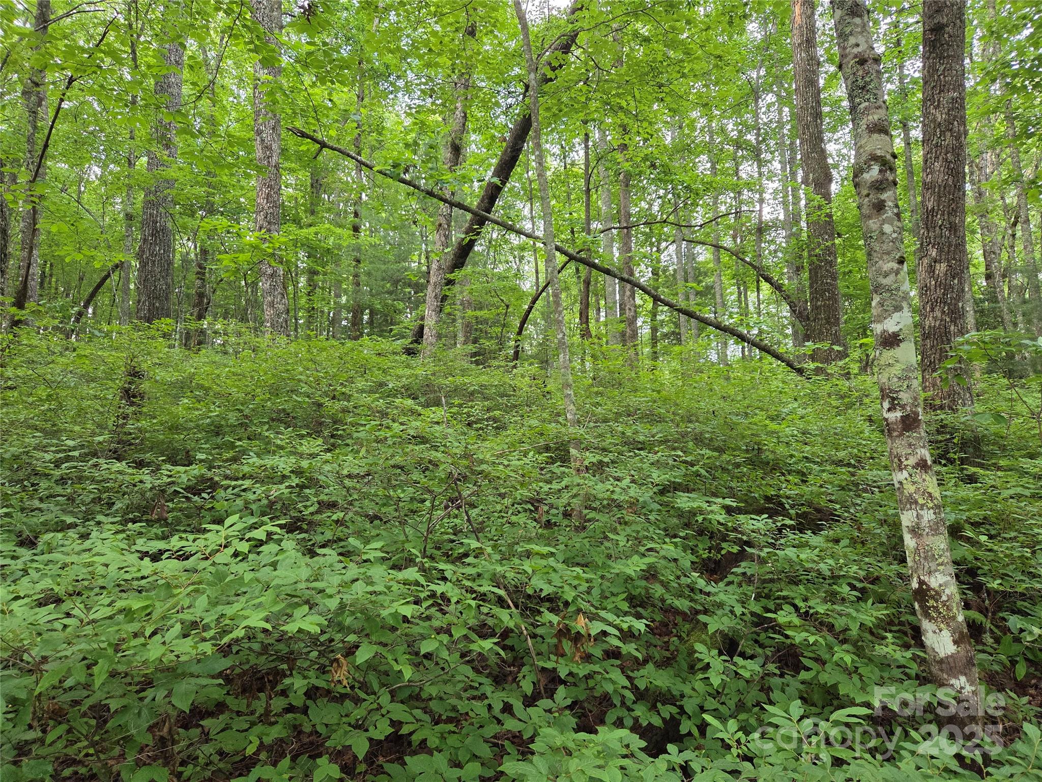 Tbd Cedar Lane Property Photo 17