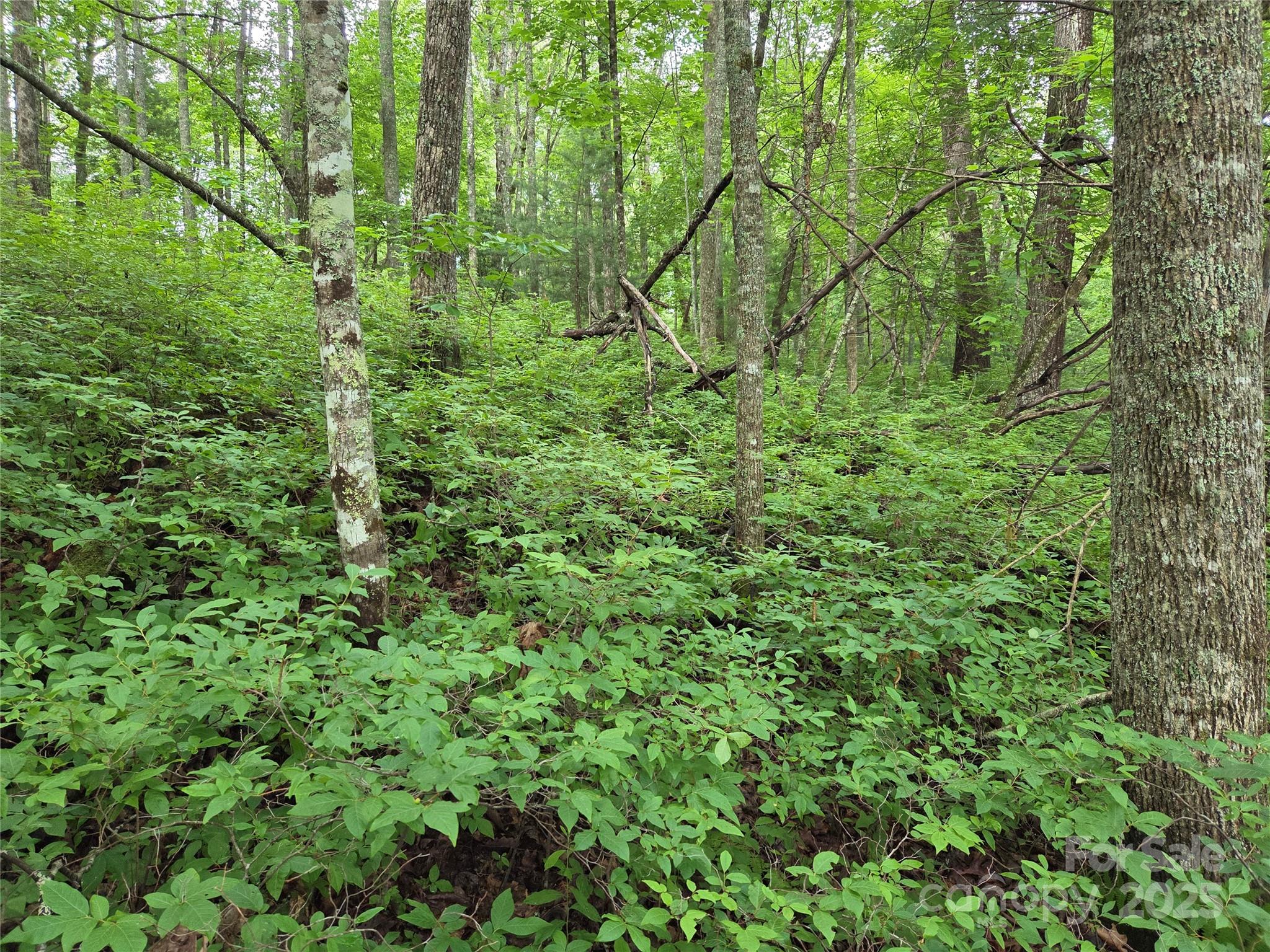 Tbd Cedar Lane Property Photo 18