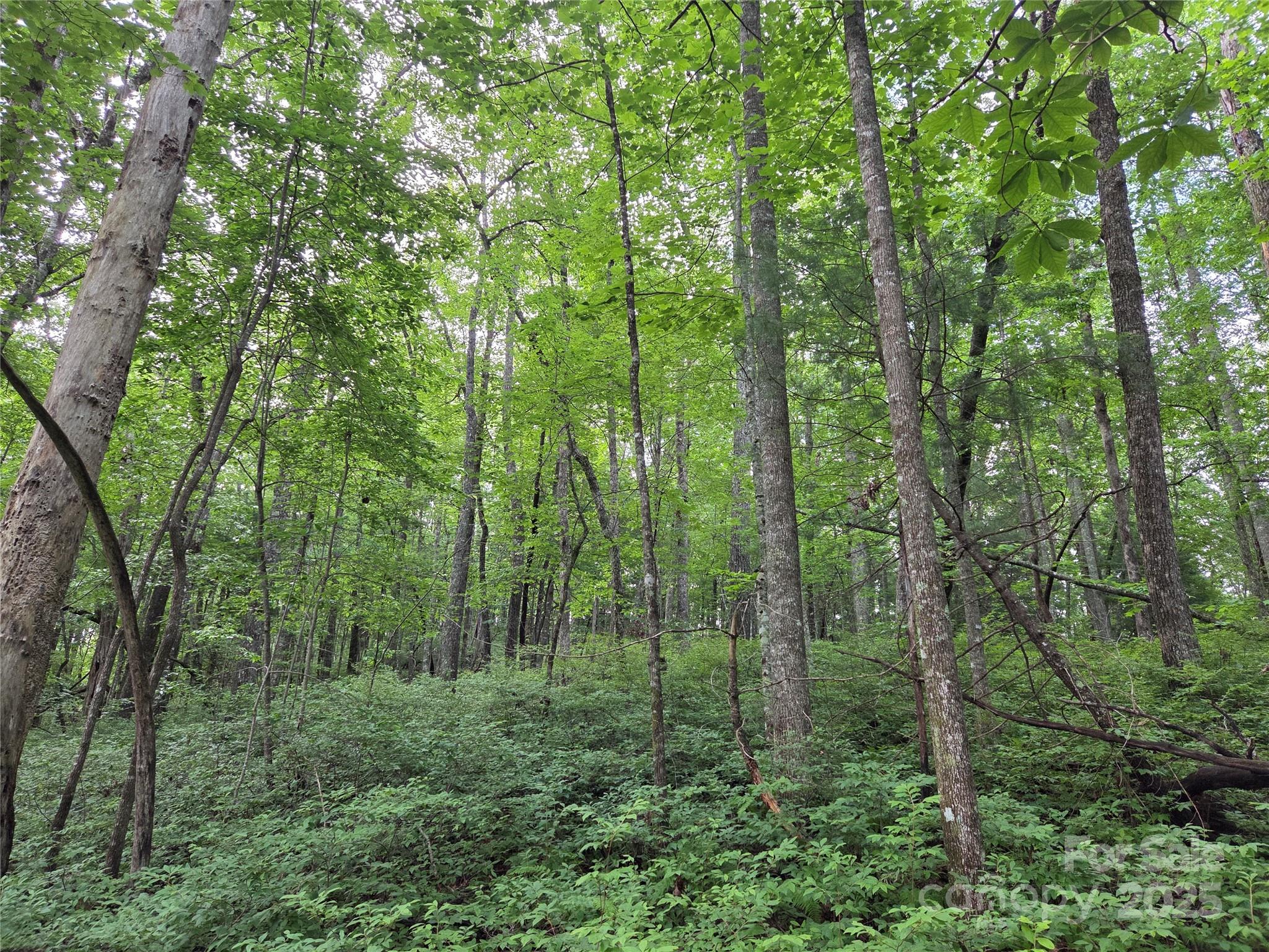 Tbd Cedar Lane Property Photo 20
