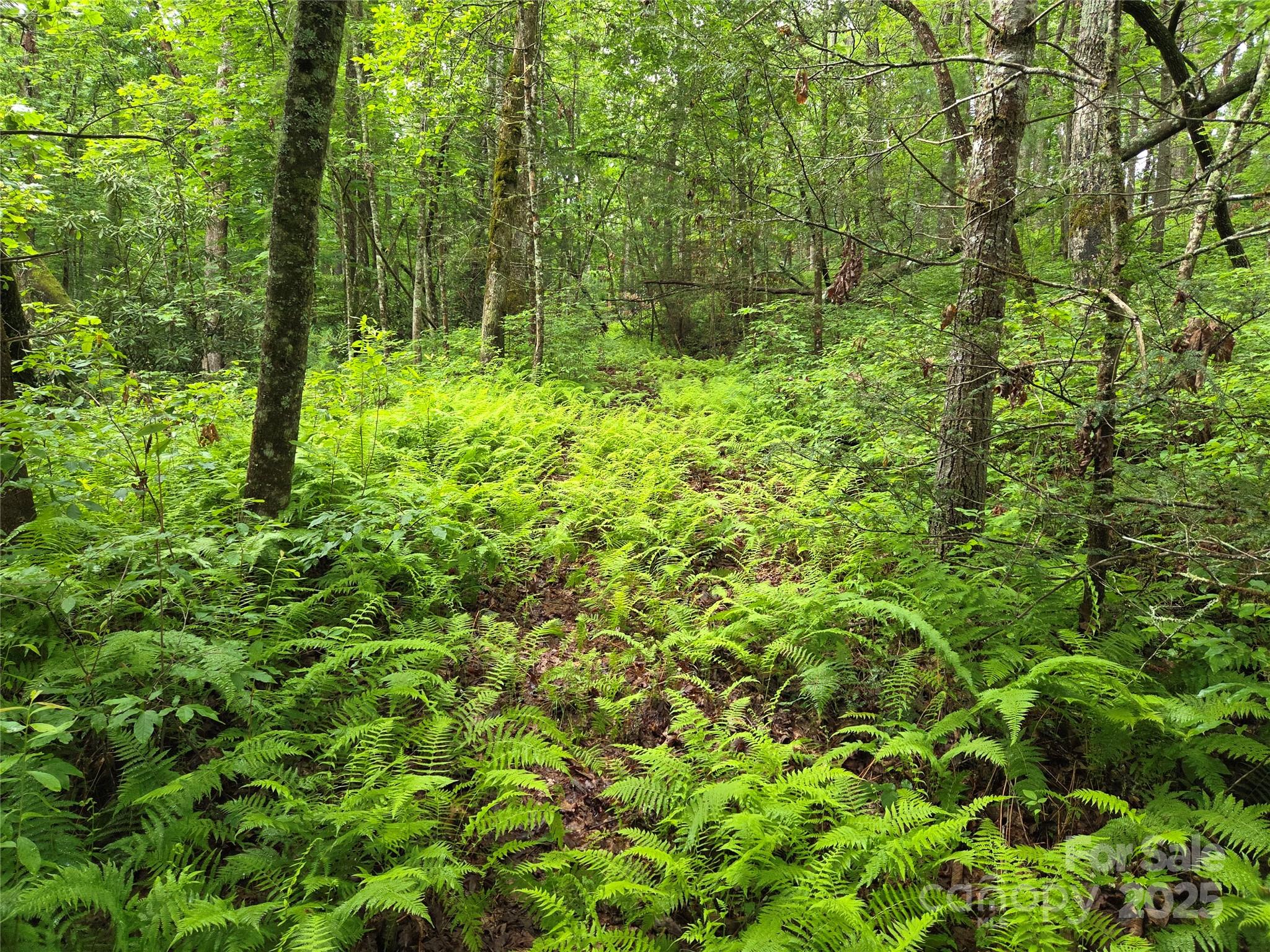 Tbd Cedar Lane Property Photo 21