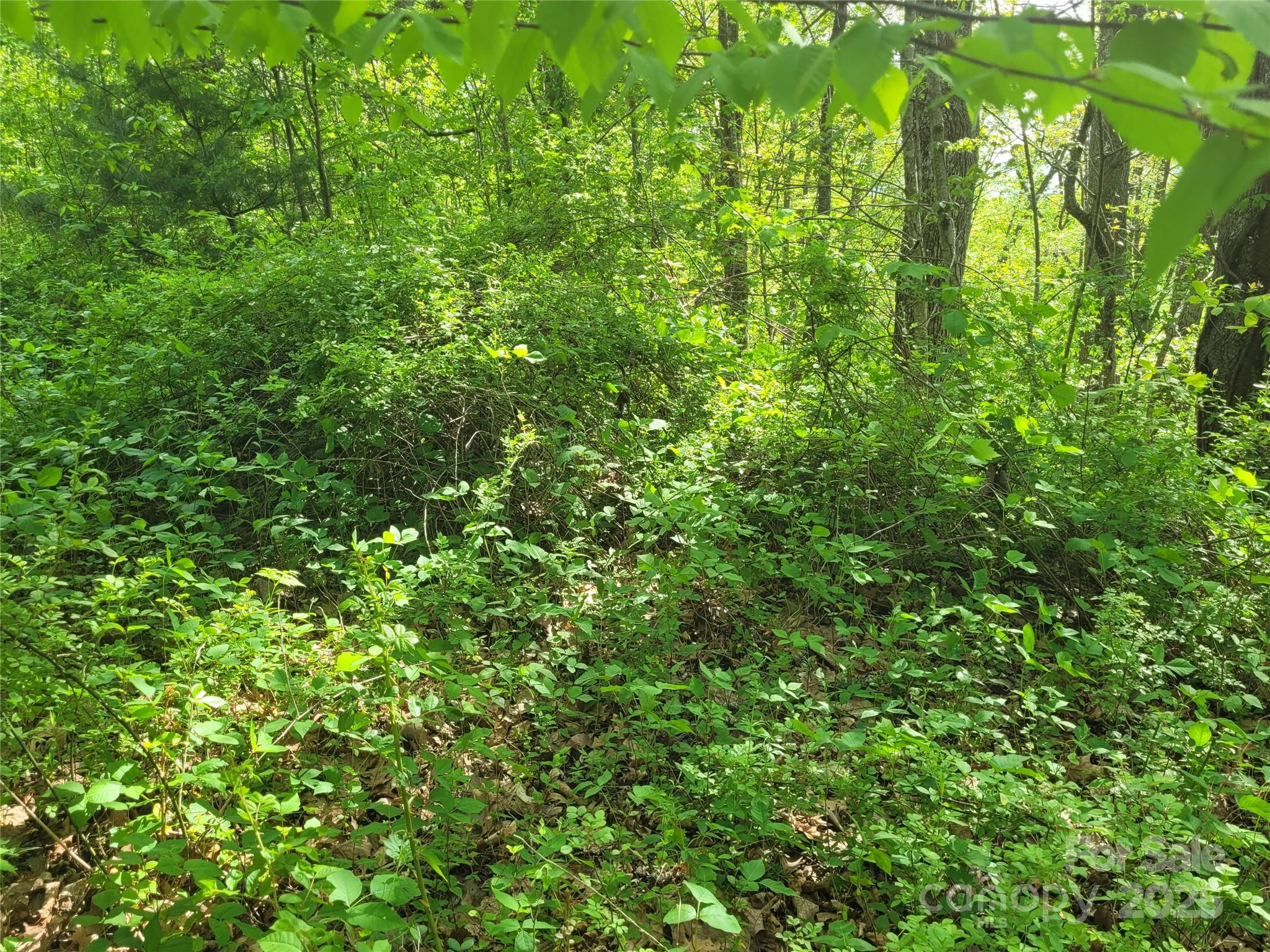 00 Liner Cove Road 2 Property Photo 6