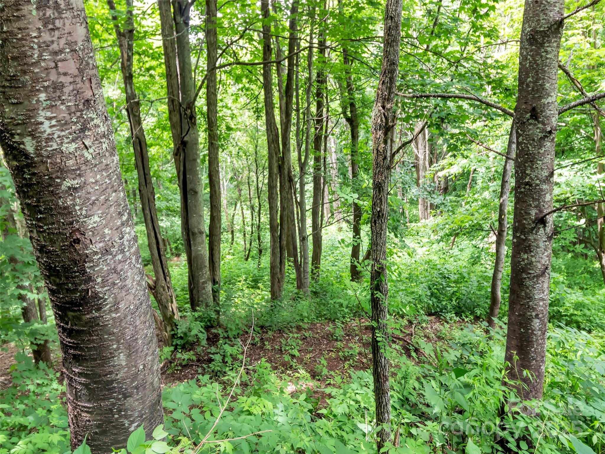 32 Sallywood Trail Property Photo 4