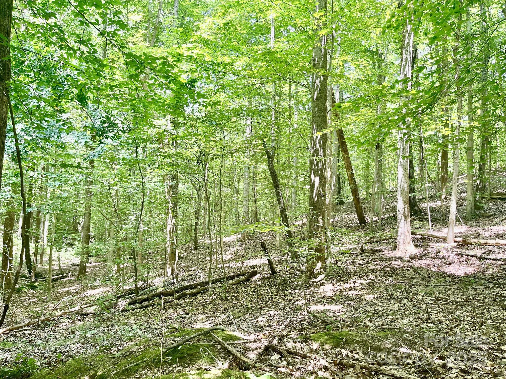 0 Chinquapin Lane Property Photo 11