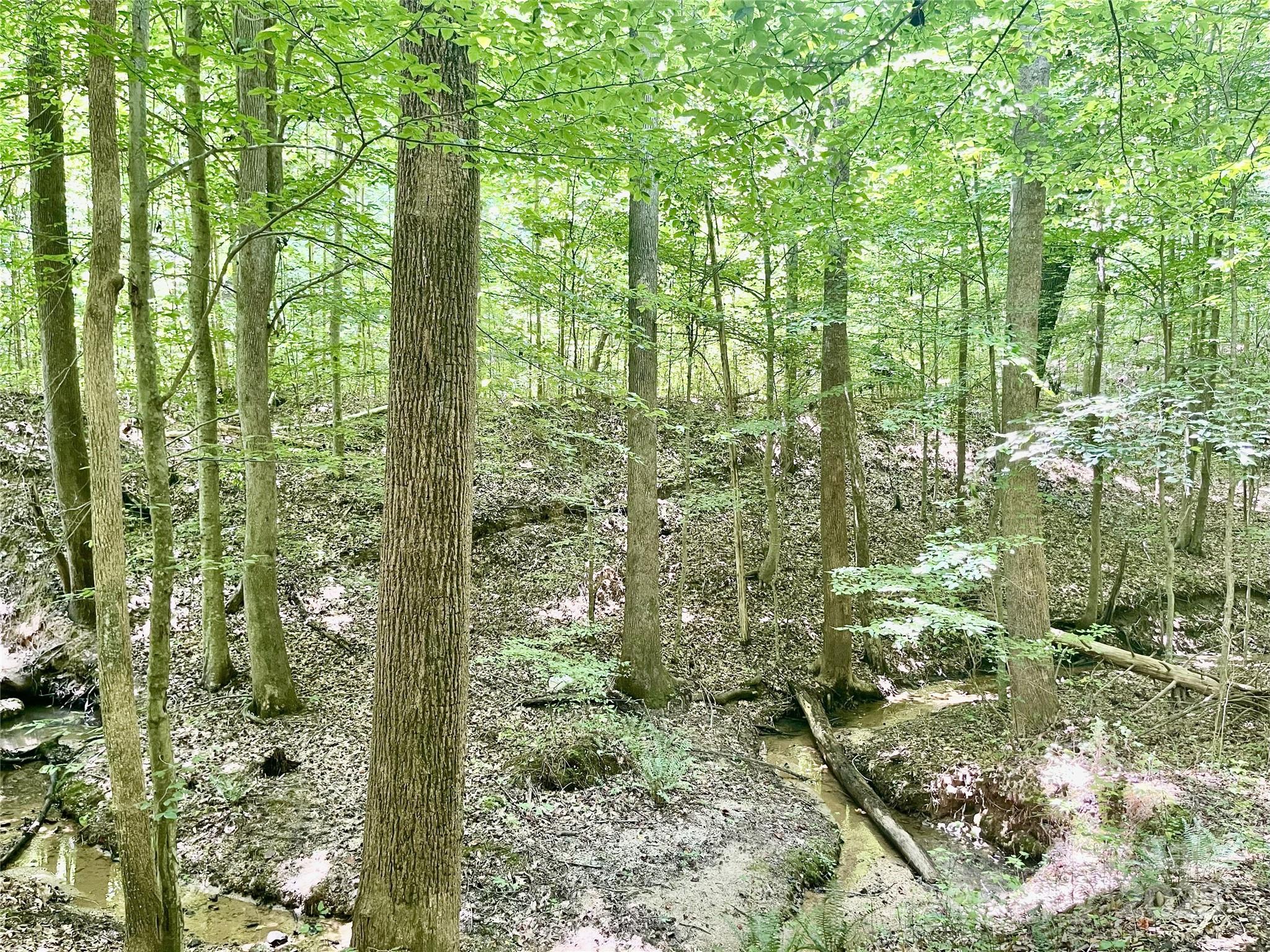 0 Chinquapin Lane Property Photo 12
