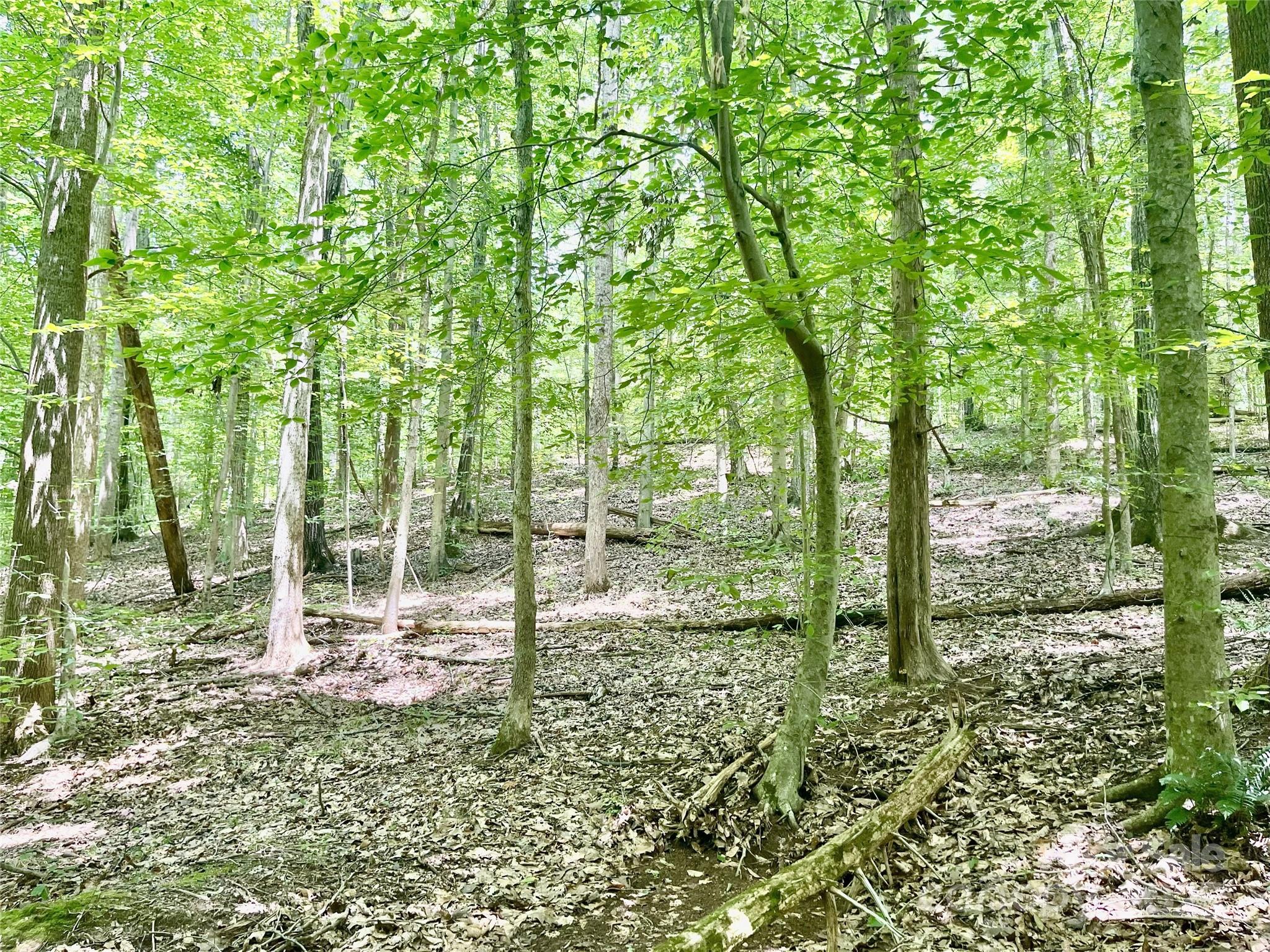 0 Chinquapin Lane Property Photo 13